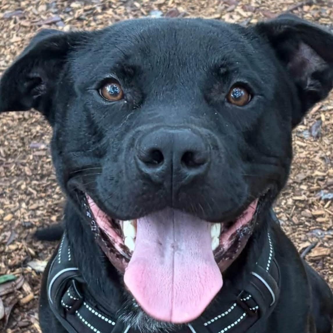 Enlarge Jake, a Adoptable Mixed Breed in St. Augustine, FL image 2/2