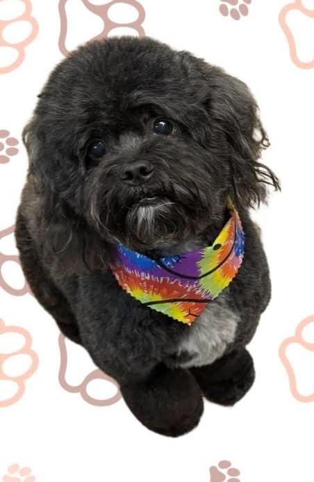 Sebastian, ADOPTABLE, Adult Male Shih Tzu & Poodle.