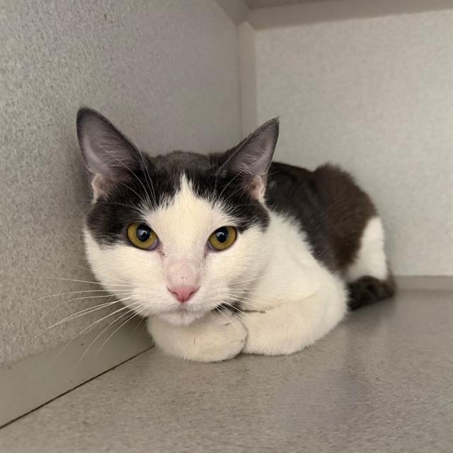 Enlarge PRINCESS, a Adoptable Domestic Short Hair in Aurora, CO image 1/1