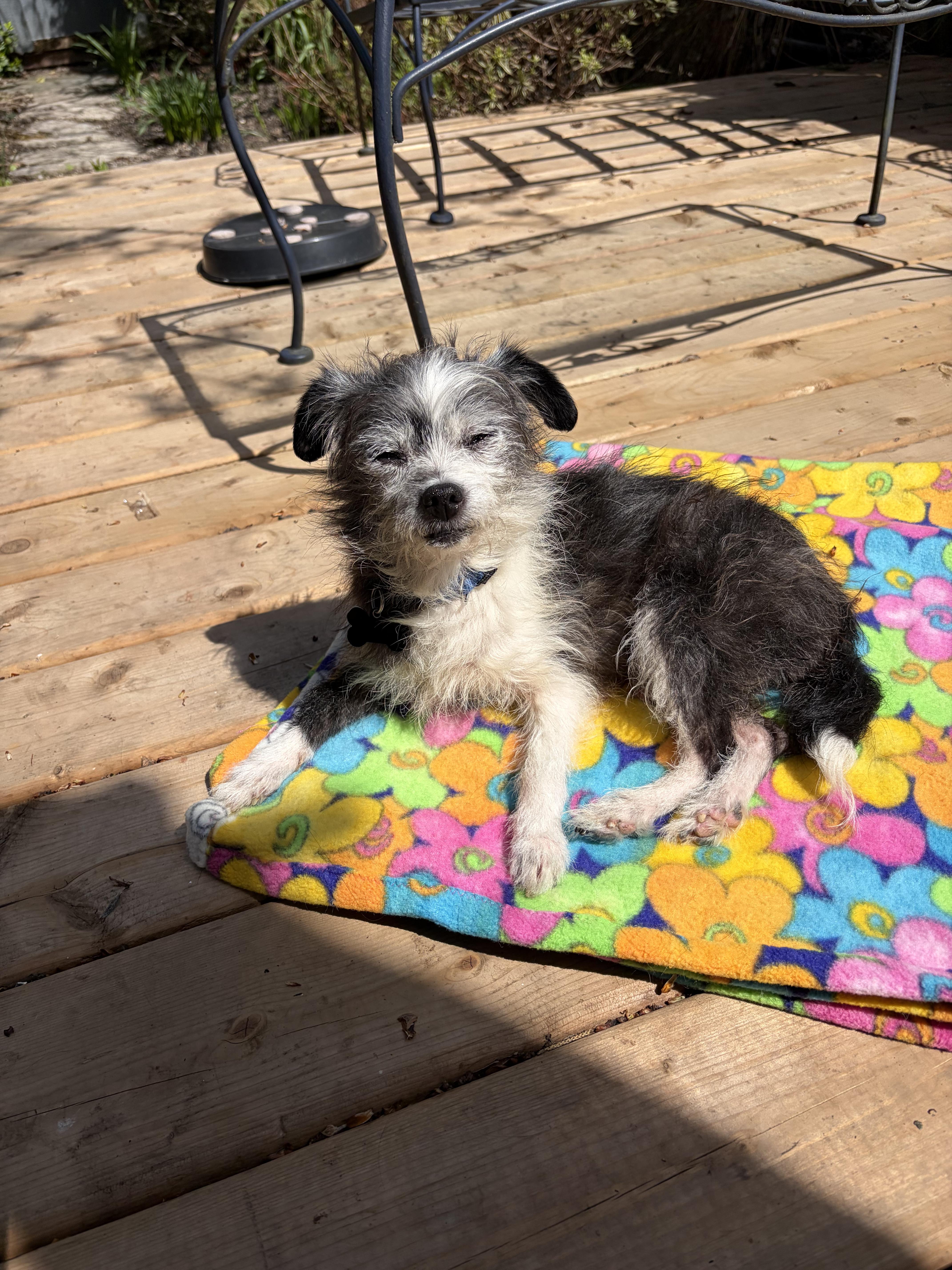 Darla, a ADOPTABLE mixed breed in Owen Sound, ON image 2/4