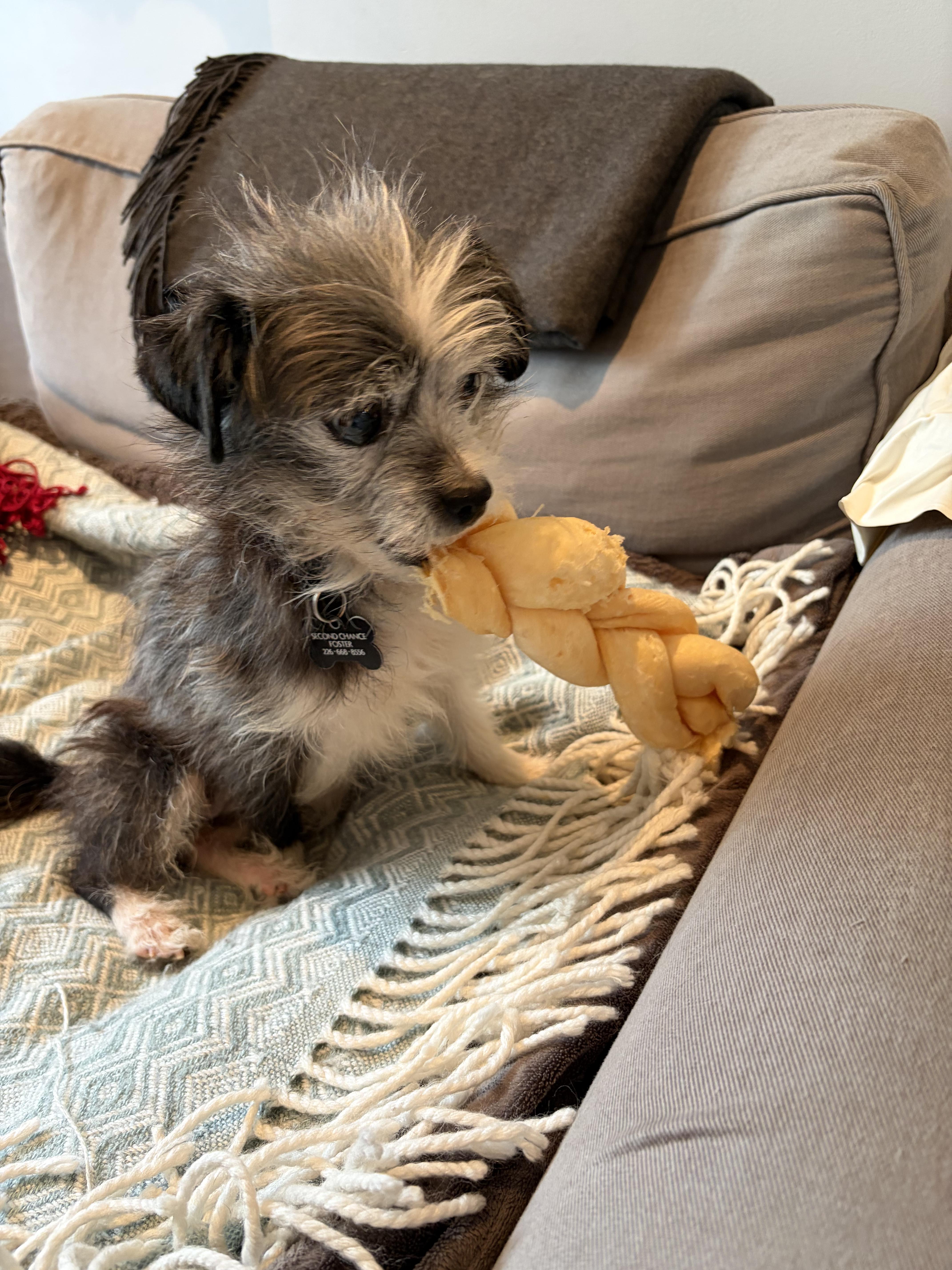 Darla, a ADOPTABLE mixed breed in Owen Sound, ON image 1/4