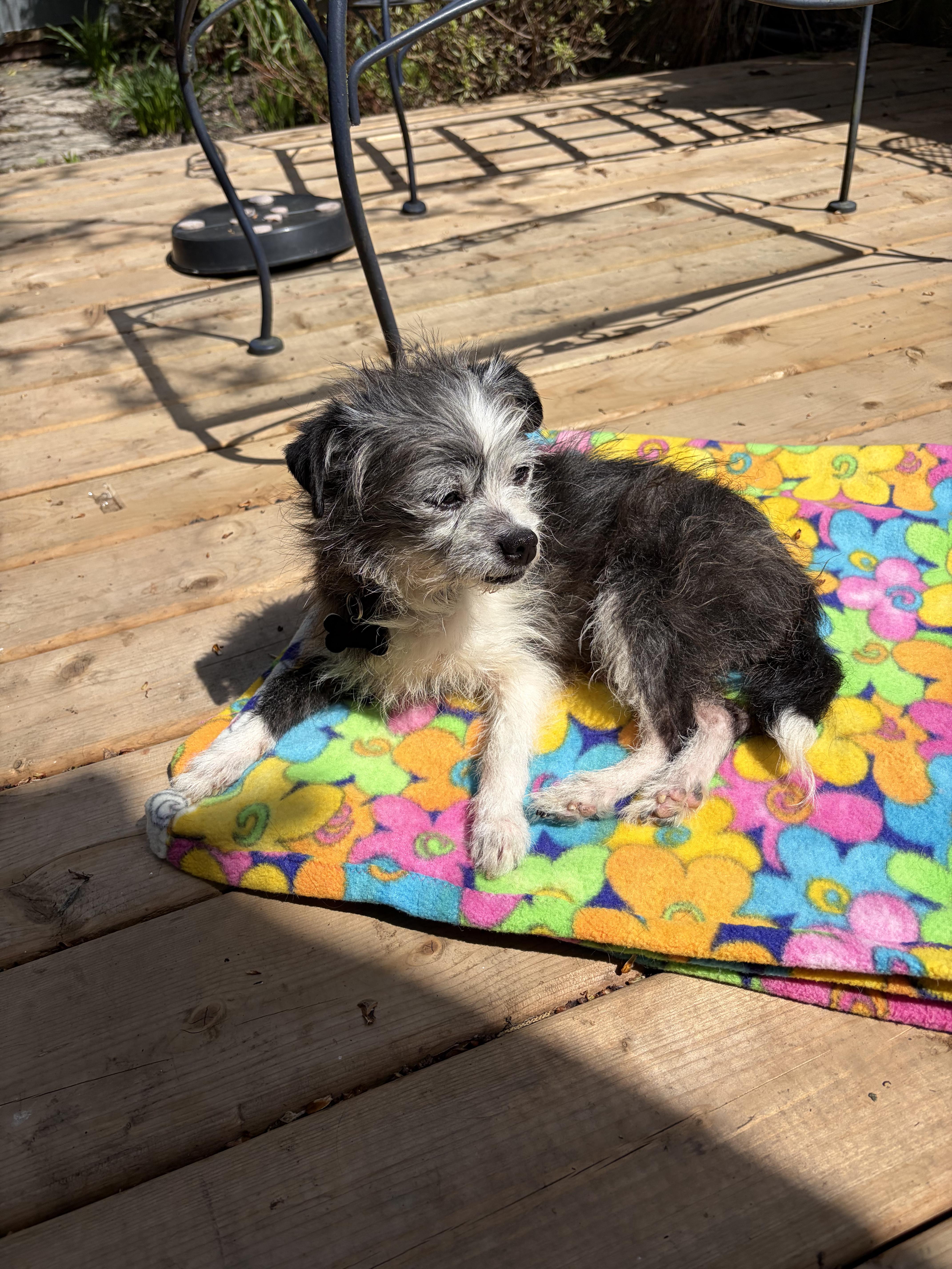 Darla, a ADOPTABLE mixed breed in Owen Sound, ON image 4/4