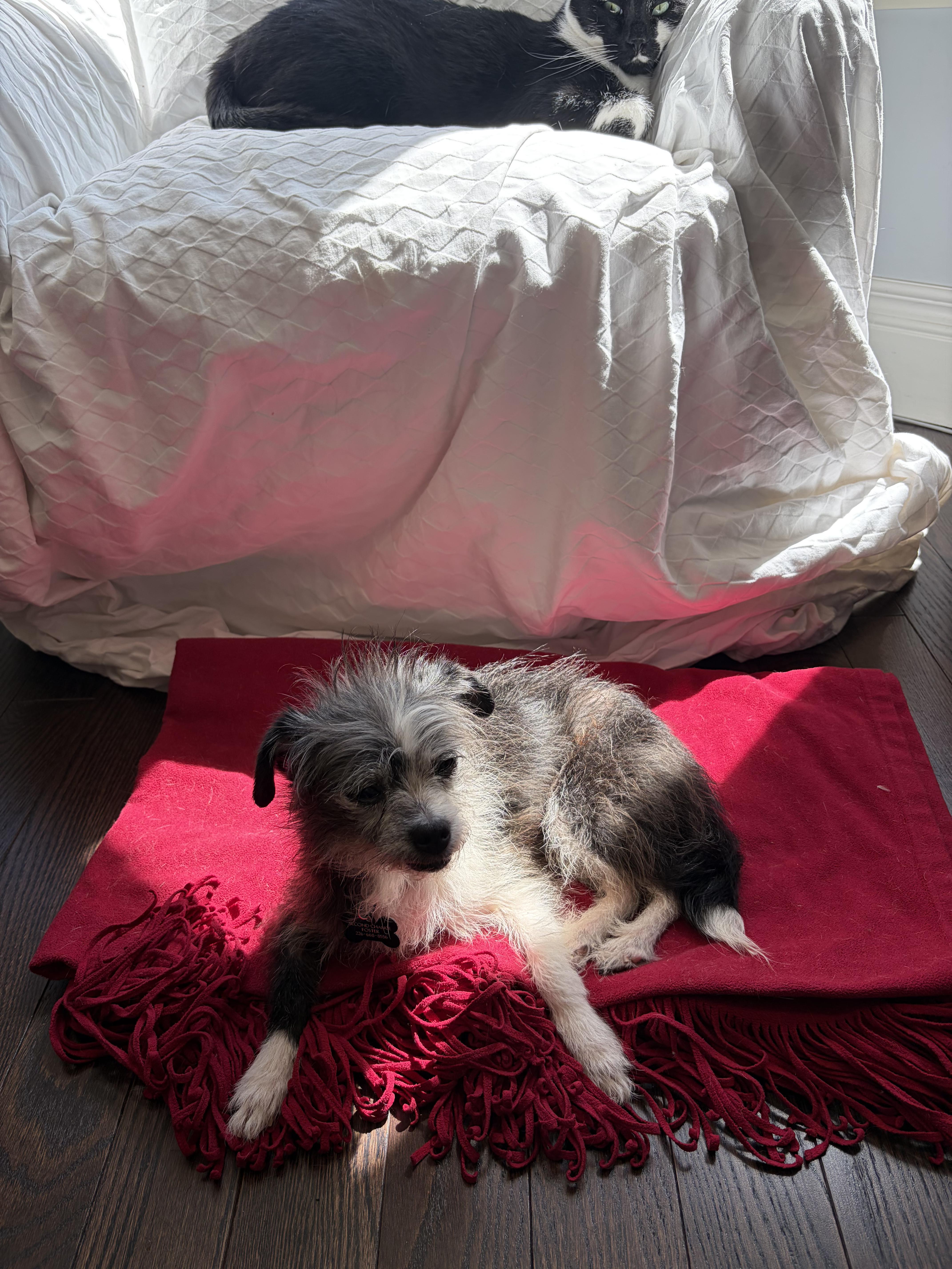 Darla, a ADOPTABLE mixed breed in Owen Sound, ON image 3/4
