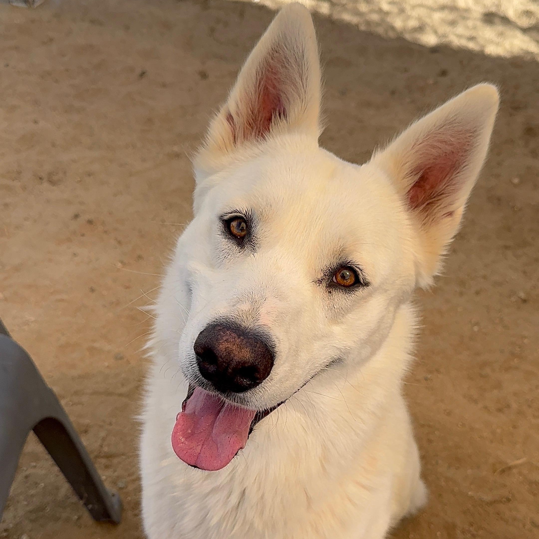 Enlarge Cowboy, a Adoptable German Shepherd Dog in Littlerock, CA image 1/2