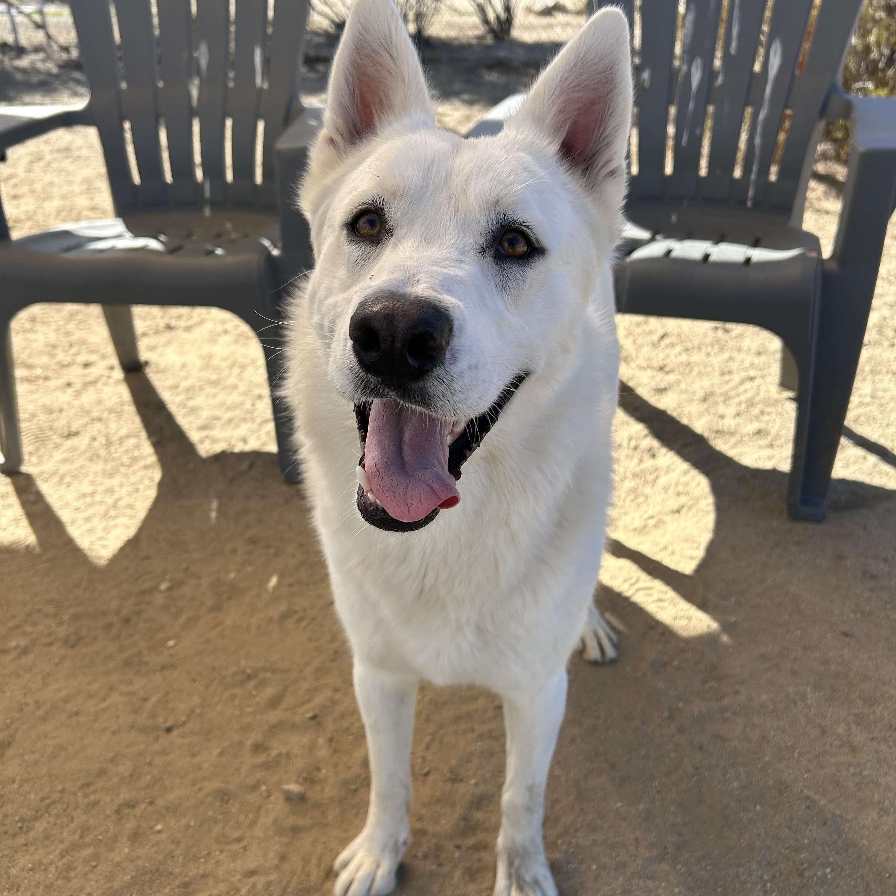 Enlarge Cowboy, a Adoptable German Shepherd Dog in Littlerock, CA image 2/2