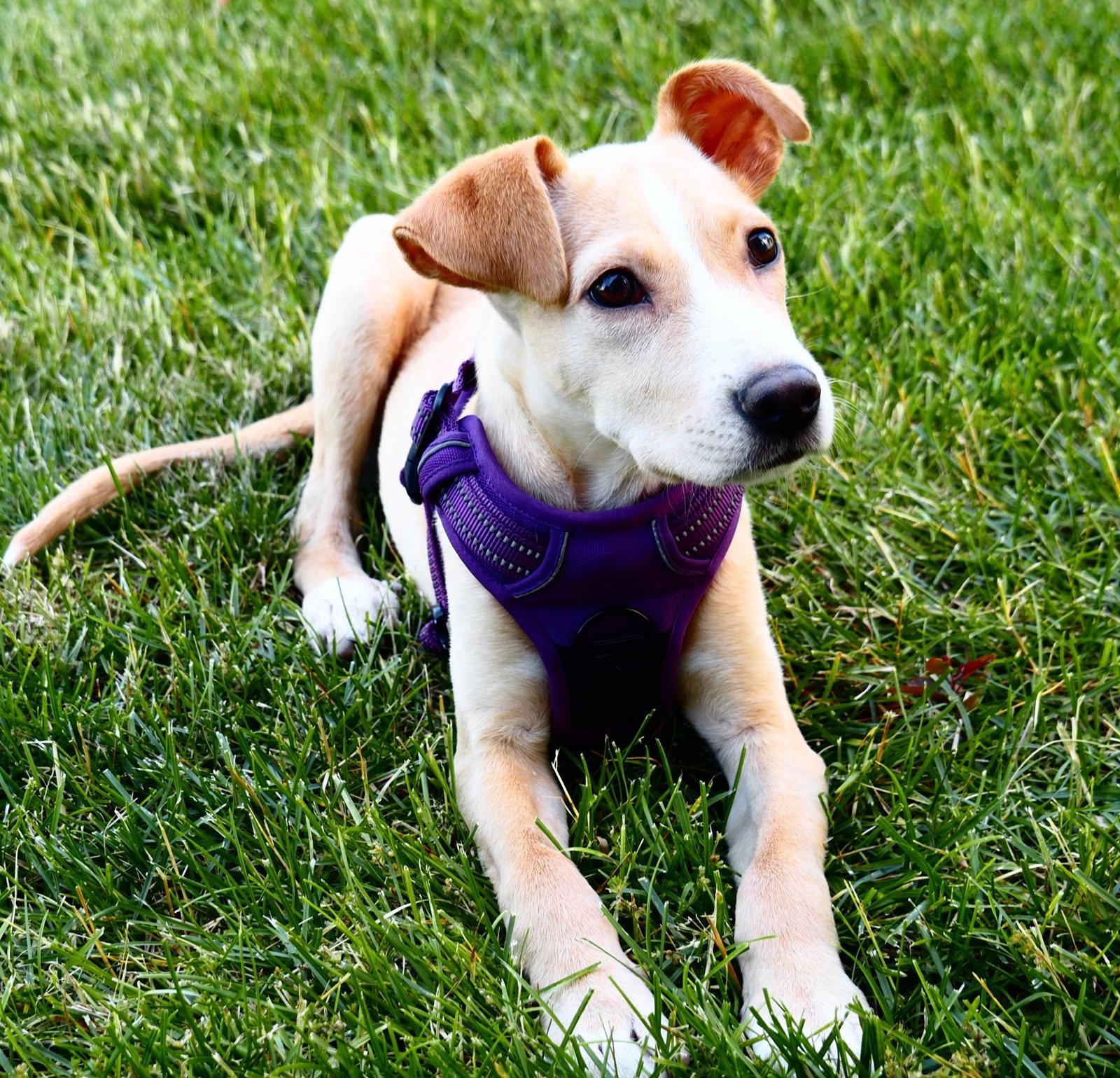 Enlarge Dobbie, a Adoptable mixed breed in Powell, OH image 1/3