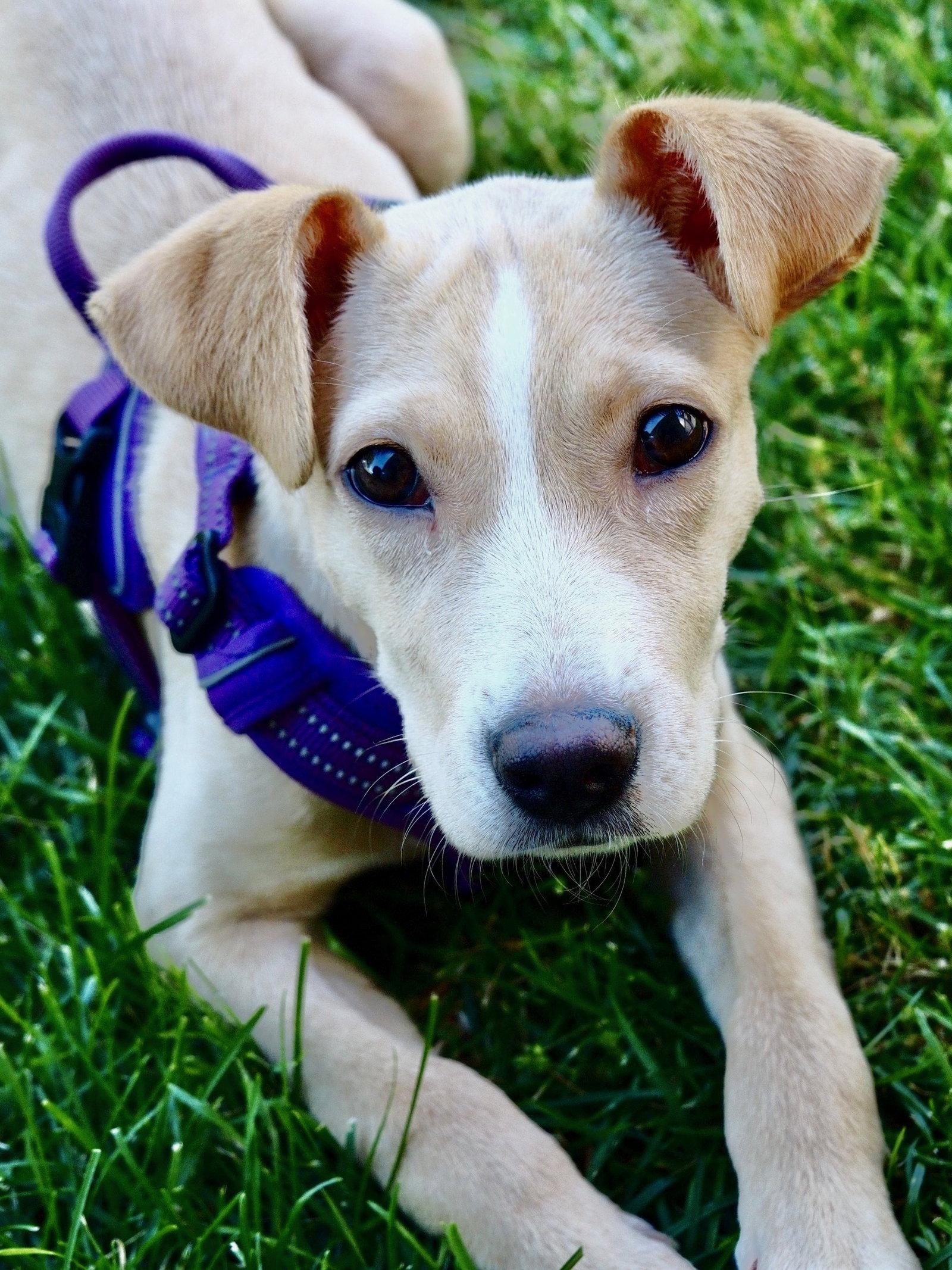 Enlarge Dobbie, a Adoptable mixed breed in Powell, OH image 2/3