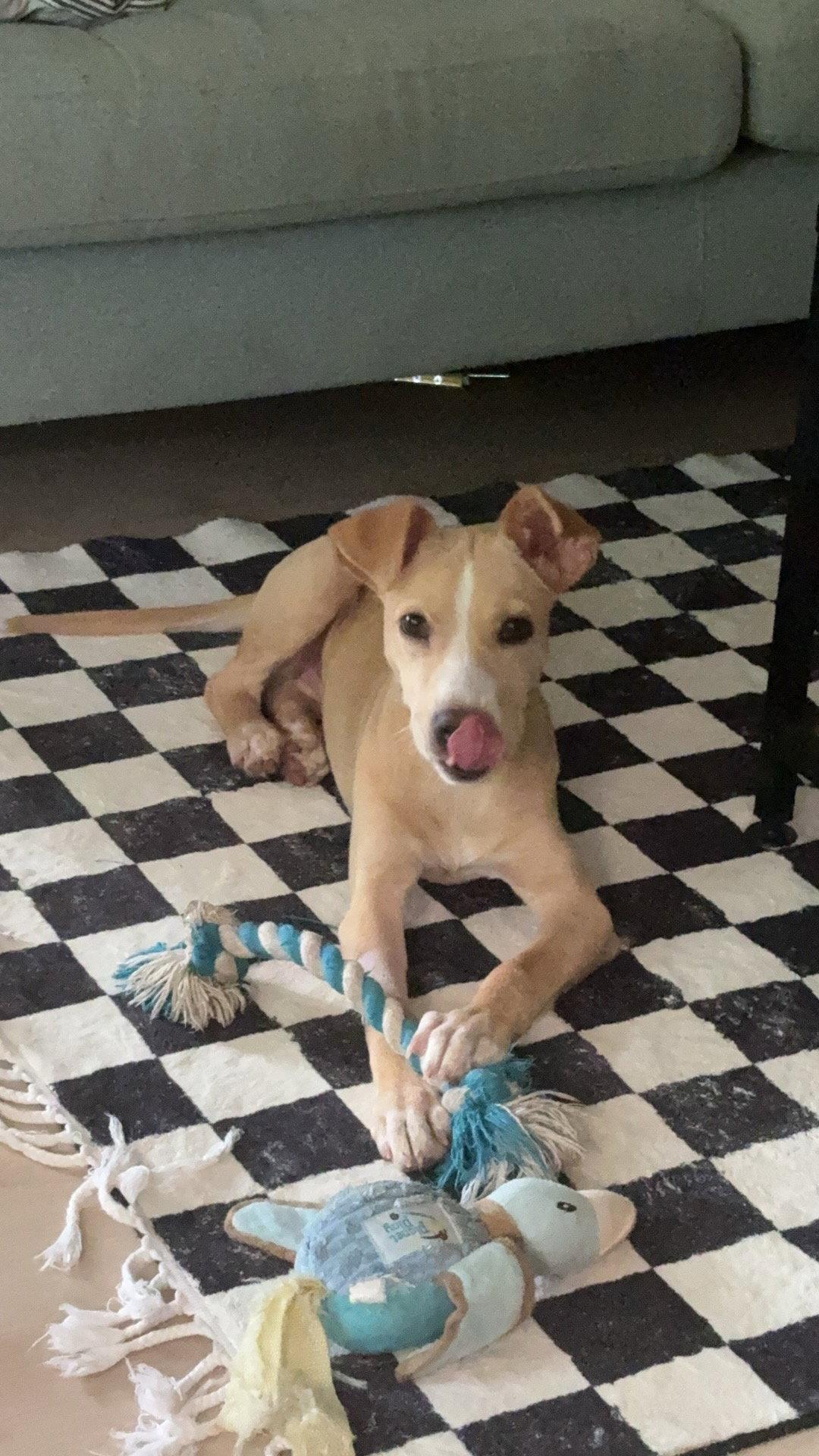Enlarge Dobbie, a Adoptable mixed breed in Powell, OH image 3/3
