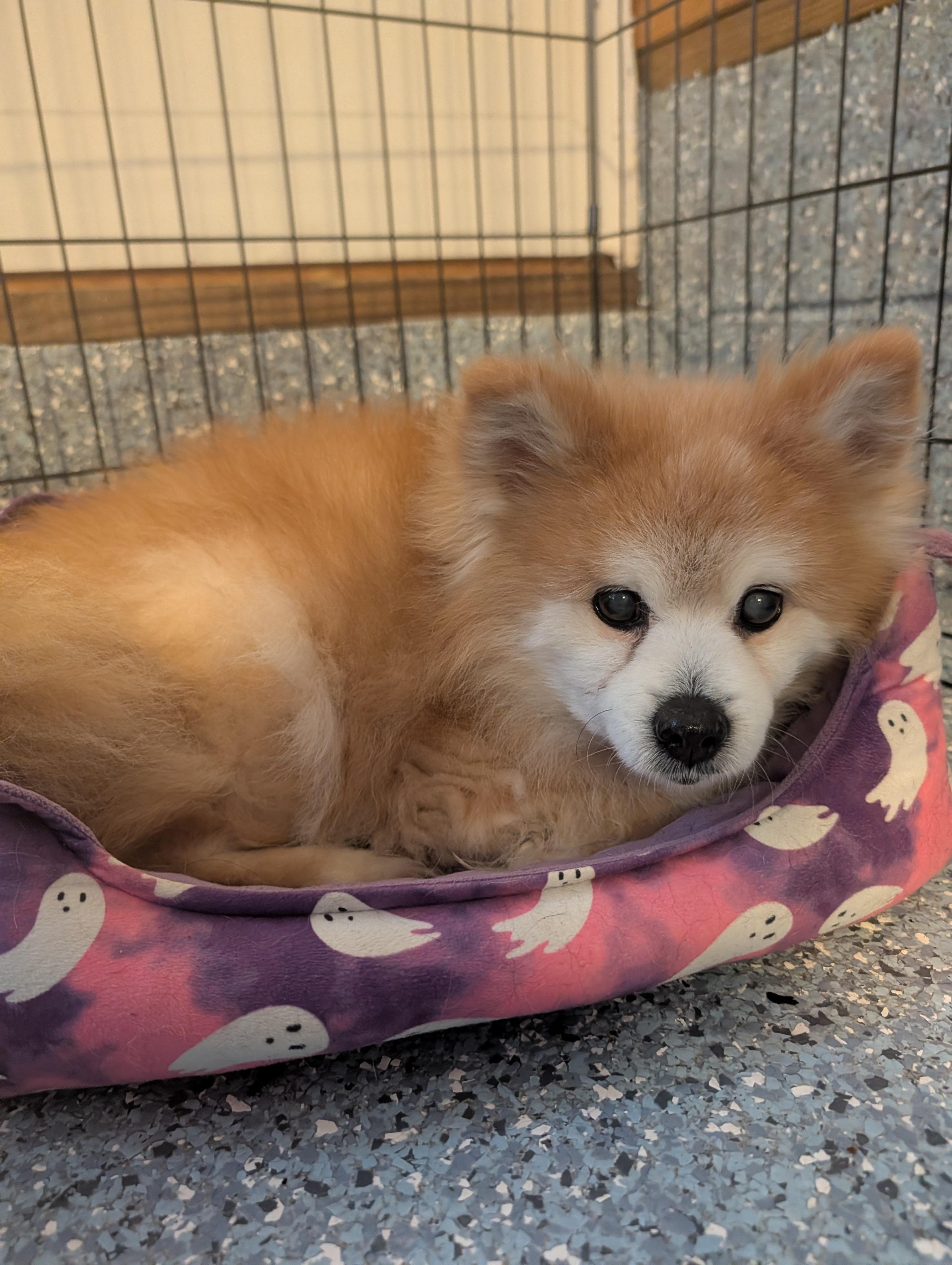 Roscoe, a ADOPTABLE Pomeranian in Richmond, VA image 2/2