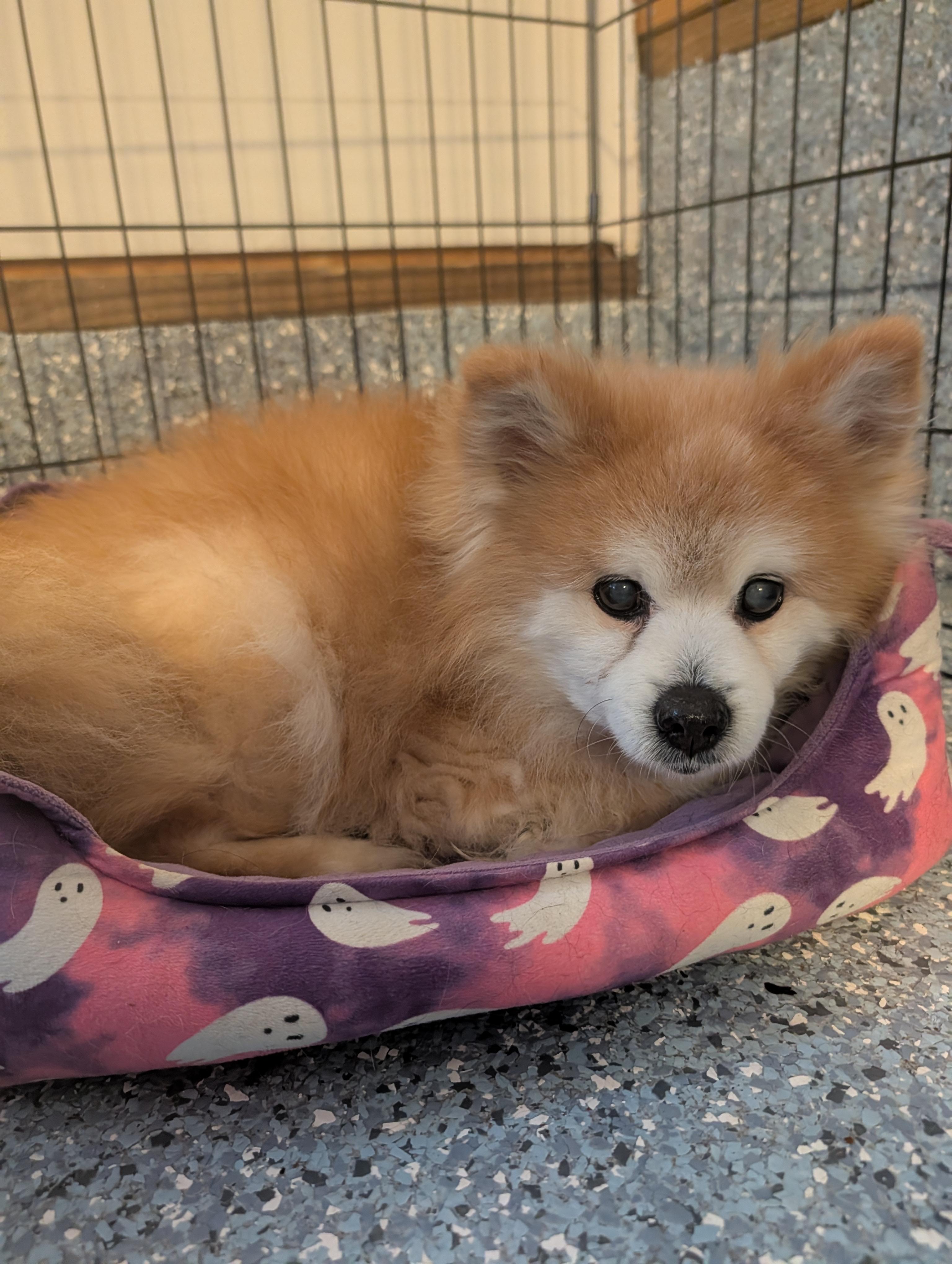 Roscoe, ADOPTABLE, Senior Male Pomeranian.