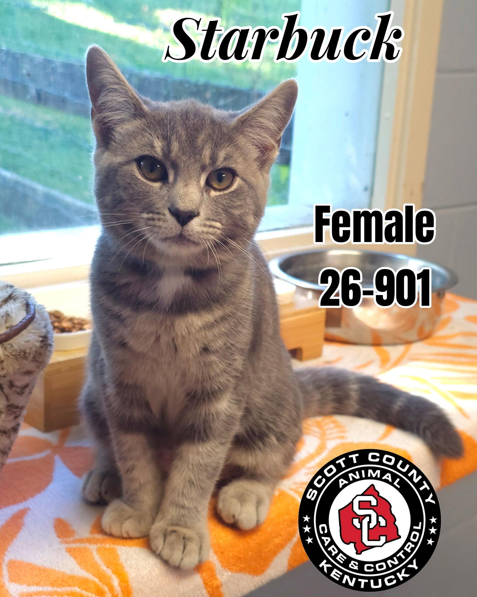 Enlarge Starbuck, a Adopted Domestic Short Hair in Georgetown, KY image 1/1