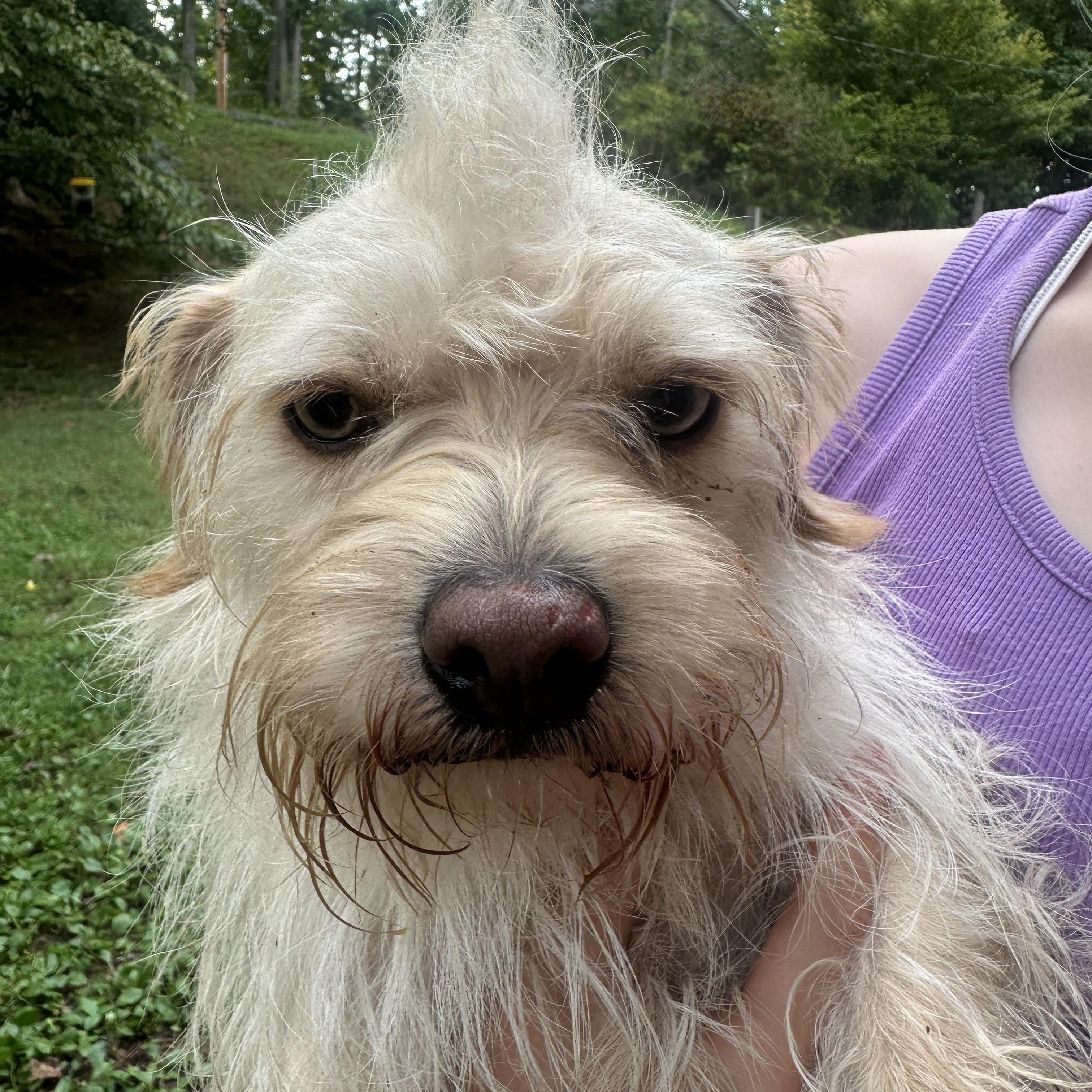 Boomer, Adopted, Adult Male Cairn Terrier & Norwich Terrier.