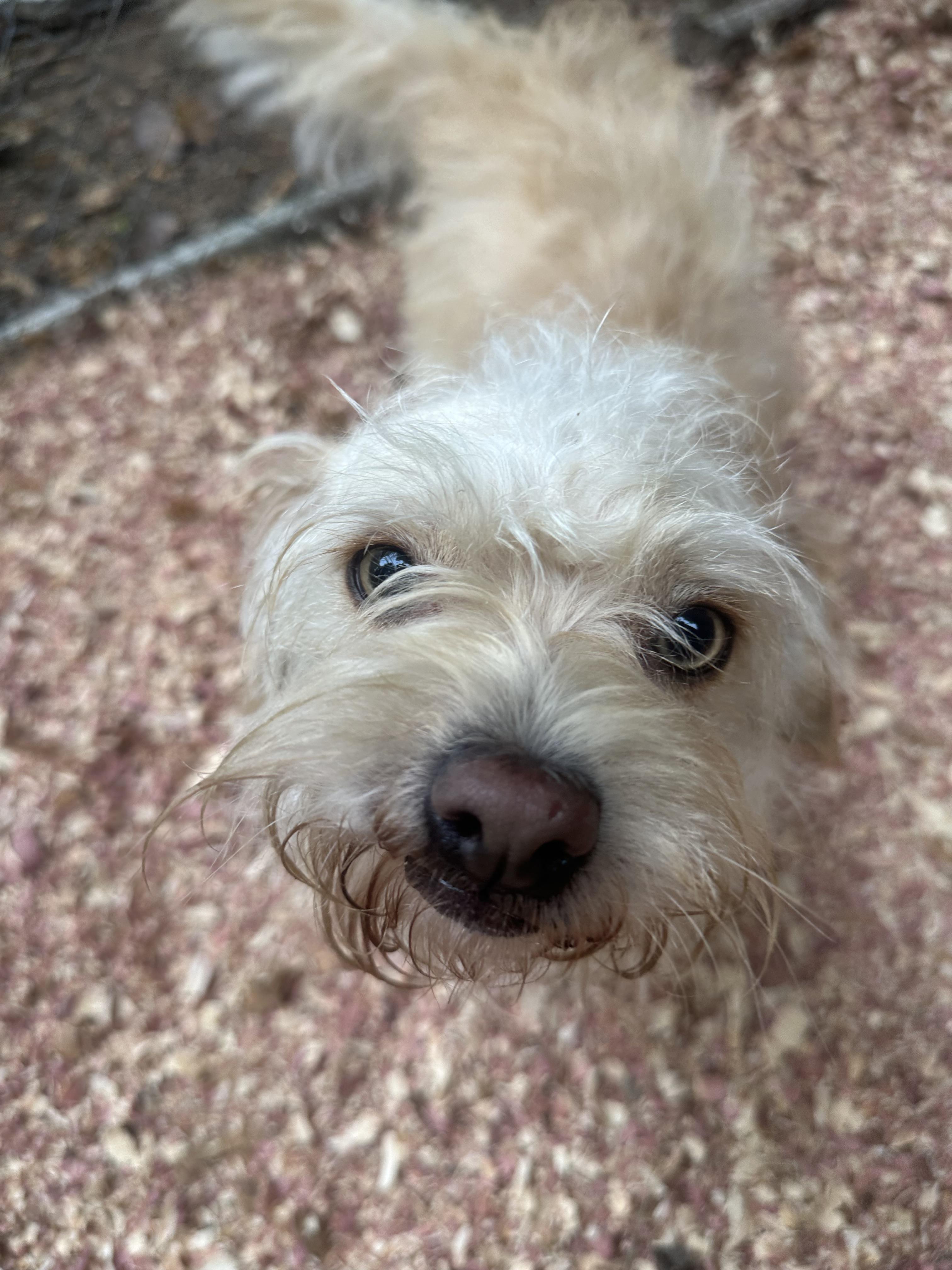 Enlarge Boomer, a Adopted mixed breed in Martin, GA image 2/6