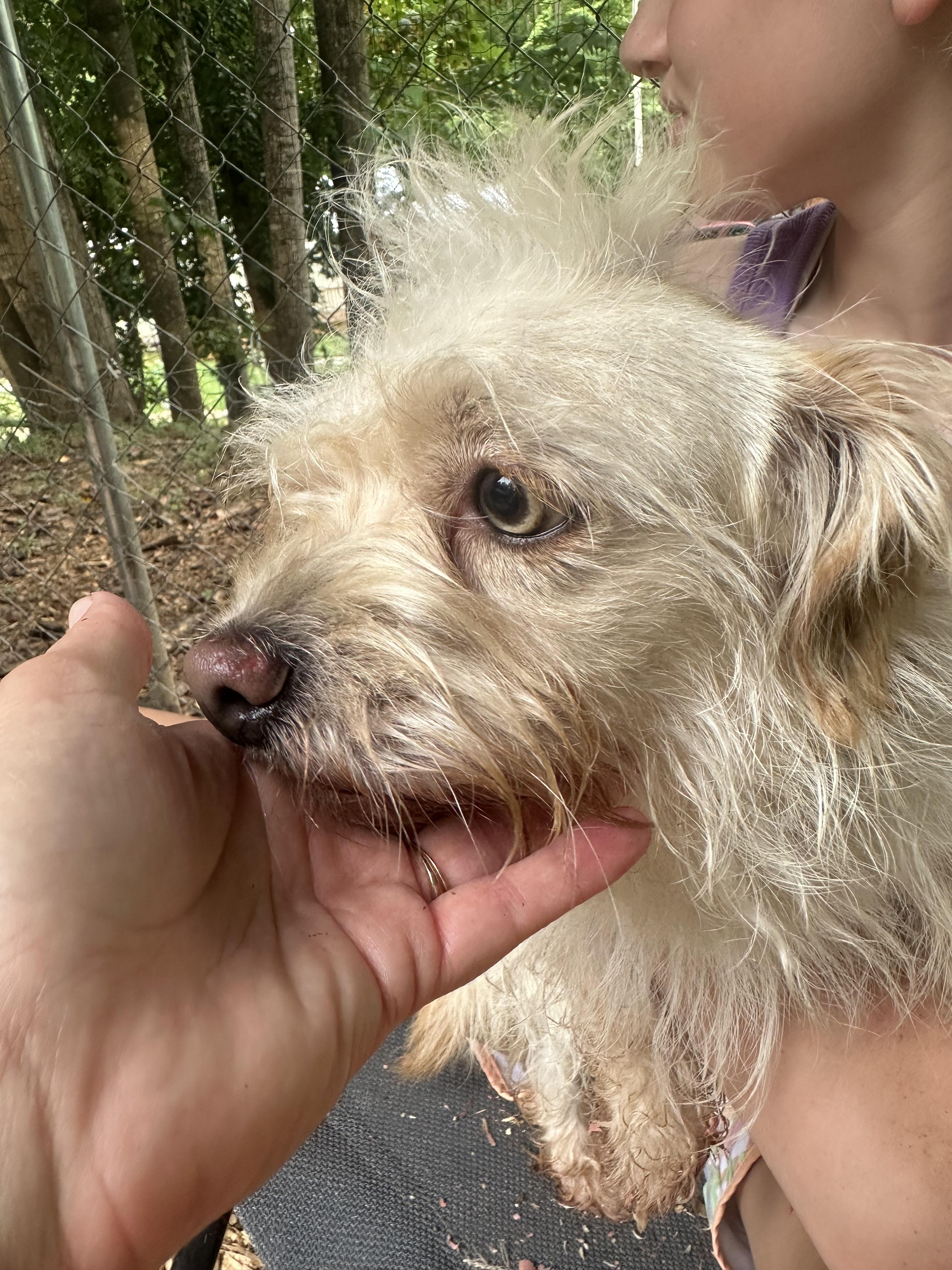 Enlarge Boomer, a Adopted mixed breed in Martin, GA image 5/6