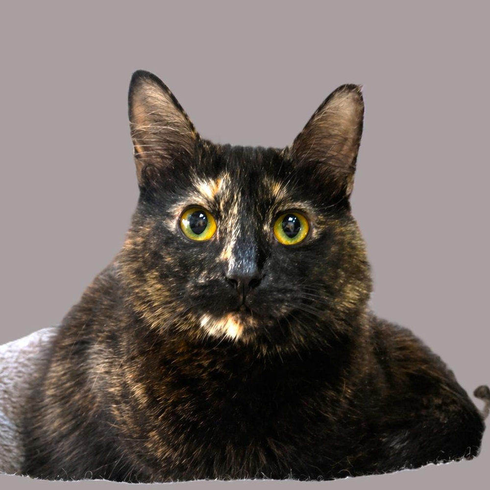 JUICY (FRUIT) - GORGEOUS TORTIE, Adoptable, Young Female Tortoiseshell.