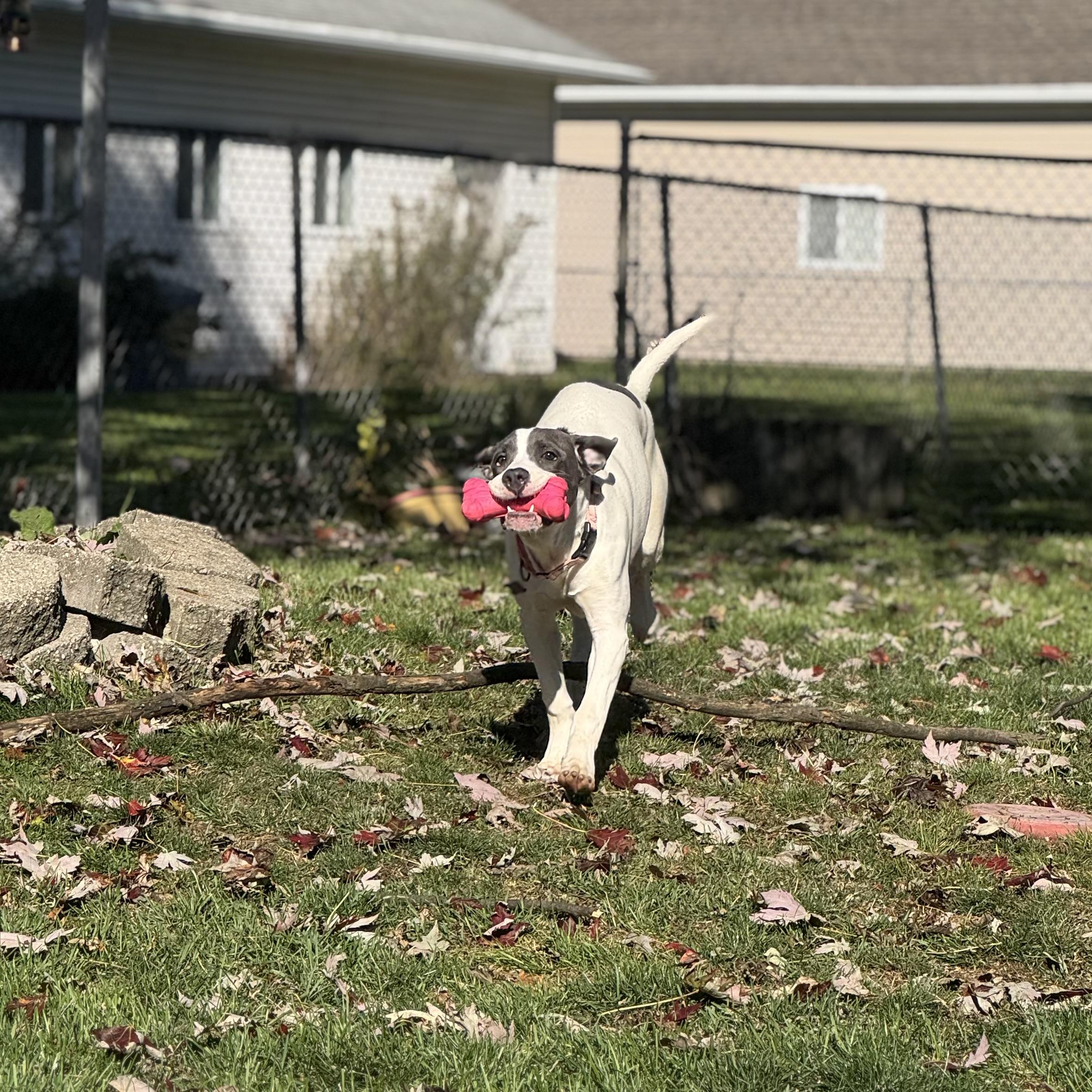 Enlarge Lexi, a Adoptable mixed breed in China Township, MI image 3/6