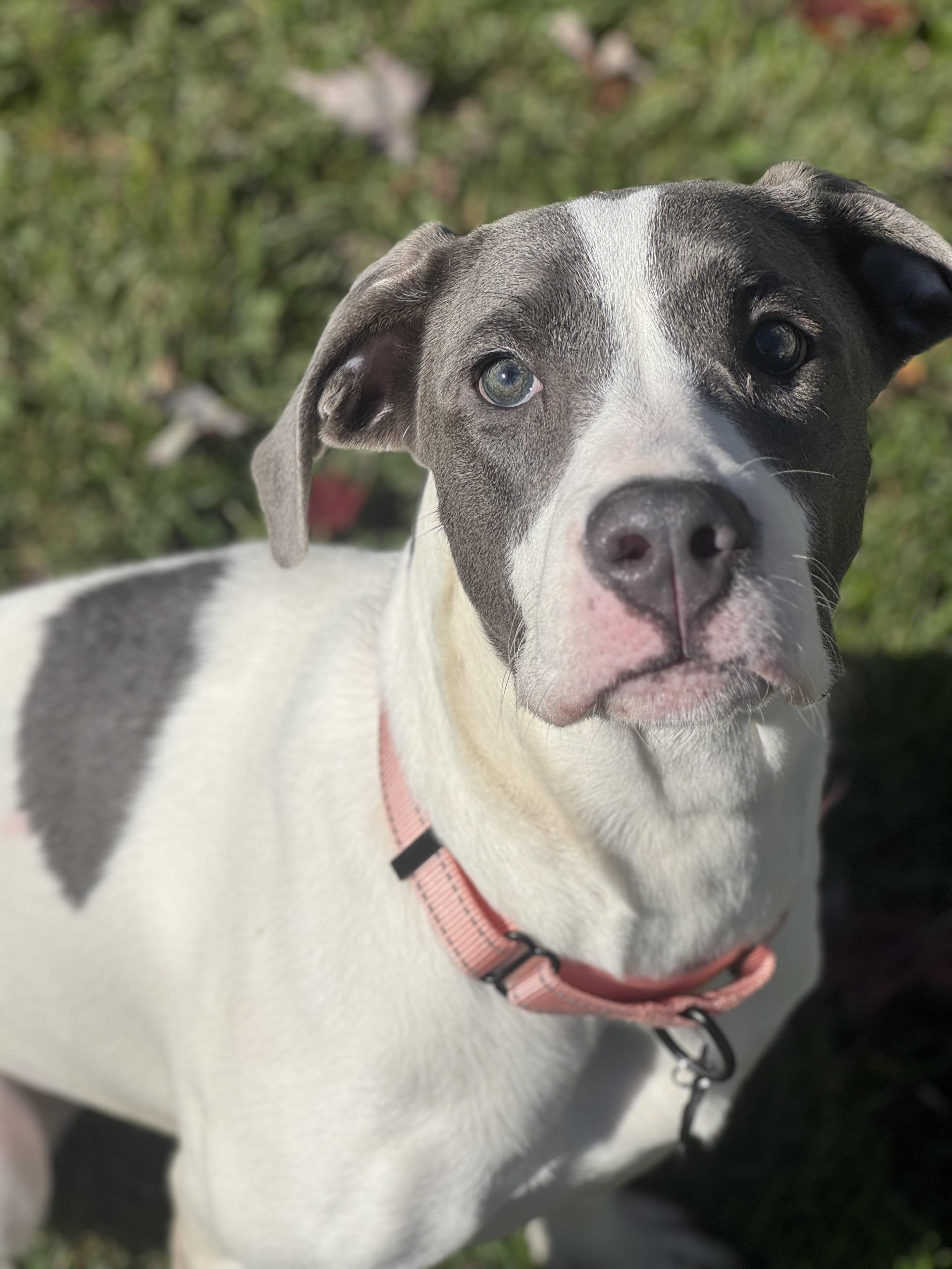 Enlarge Lexi, a Adoptable mixed breed in China Township, MI image 2/6
