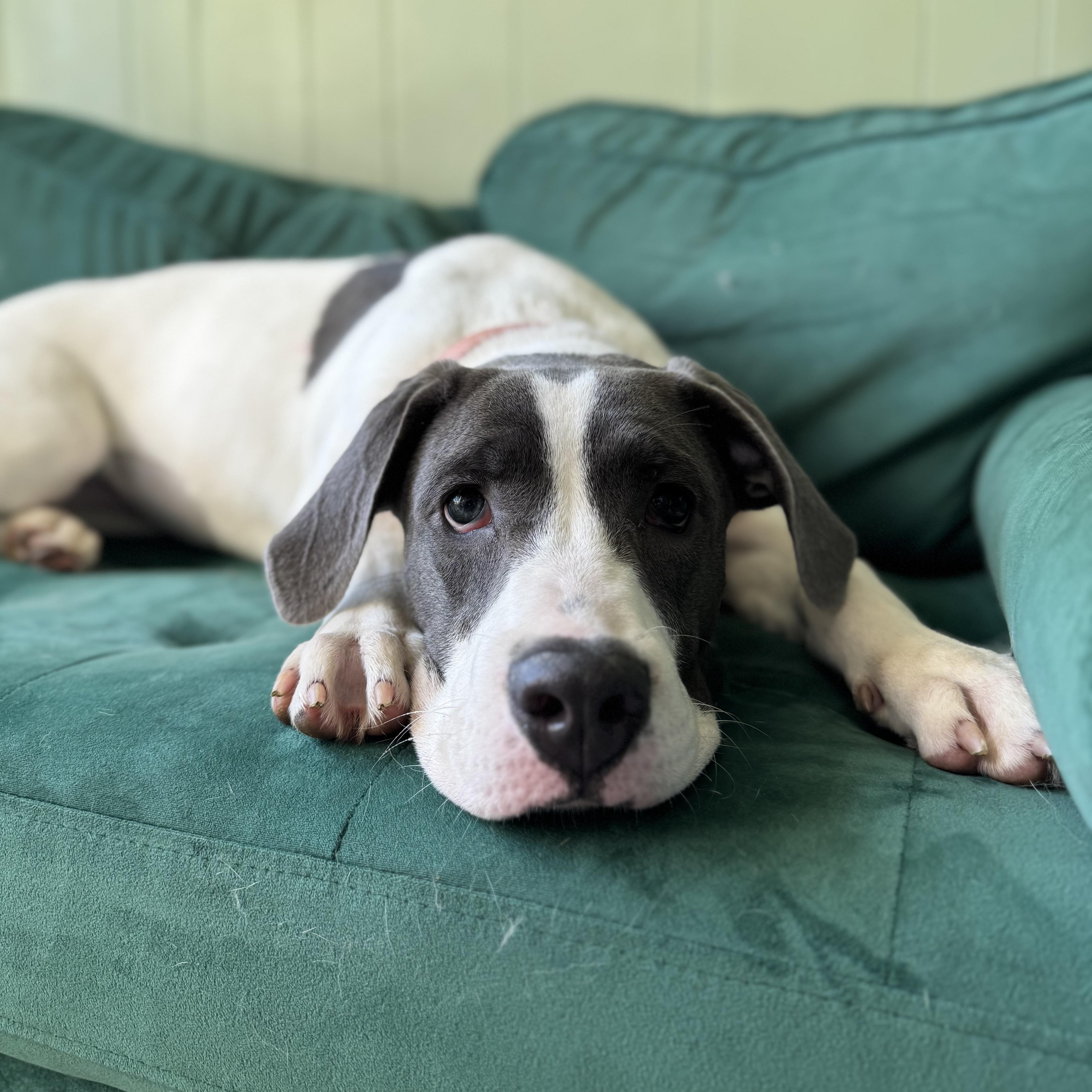 Enlarge Lexi, a Adoptable mixed breed in China Township, MI image 5/6