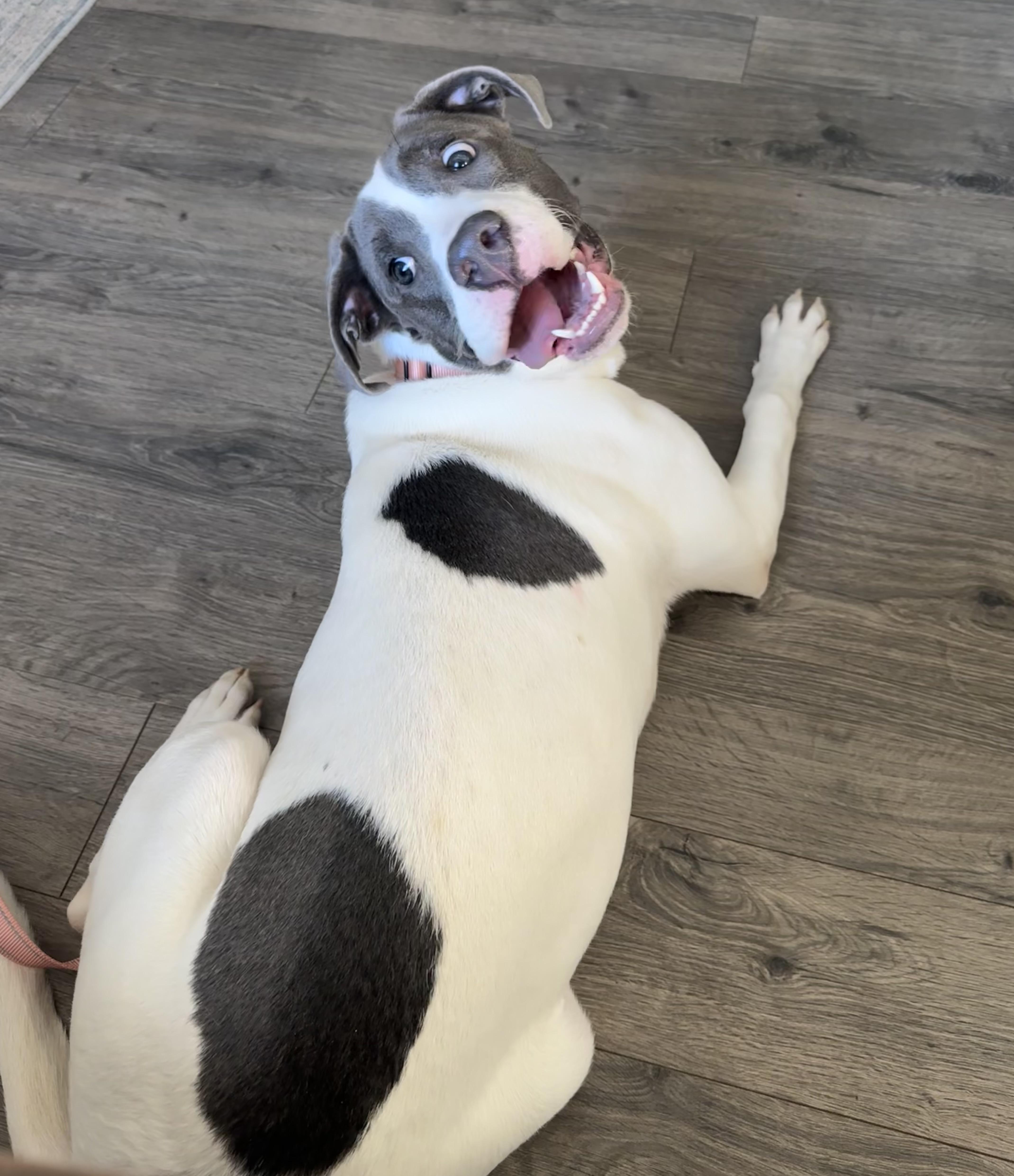 Enlarge Lexi, a Adoptable mixed breed in China Township, MI image 6/6