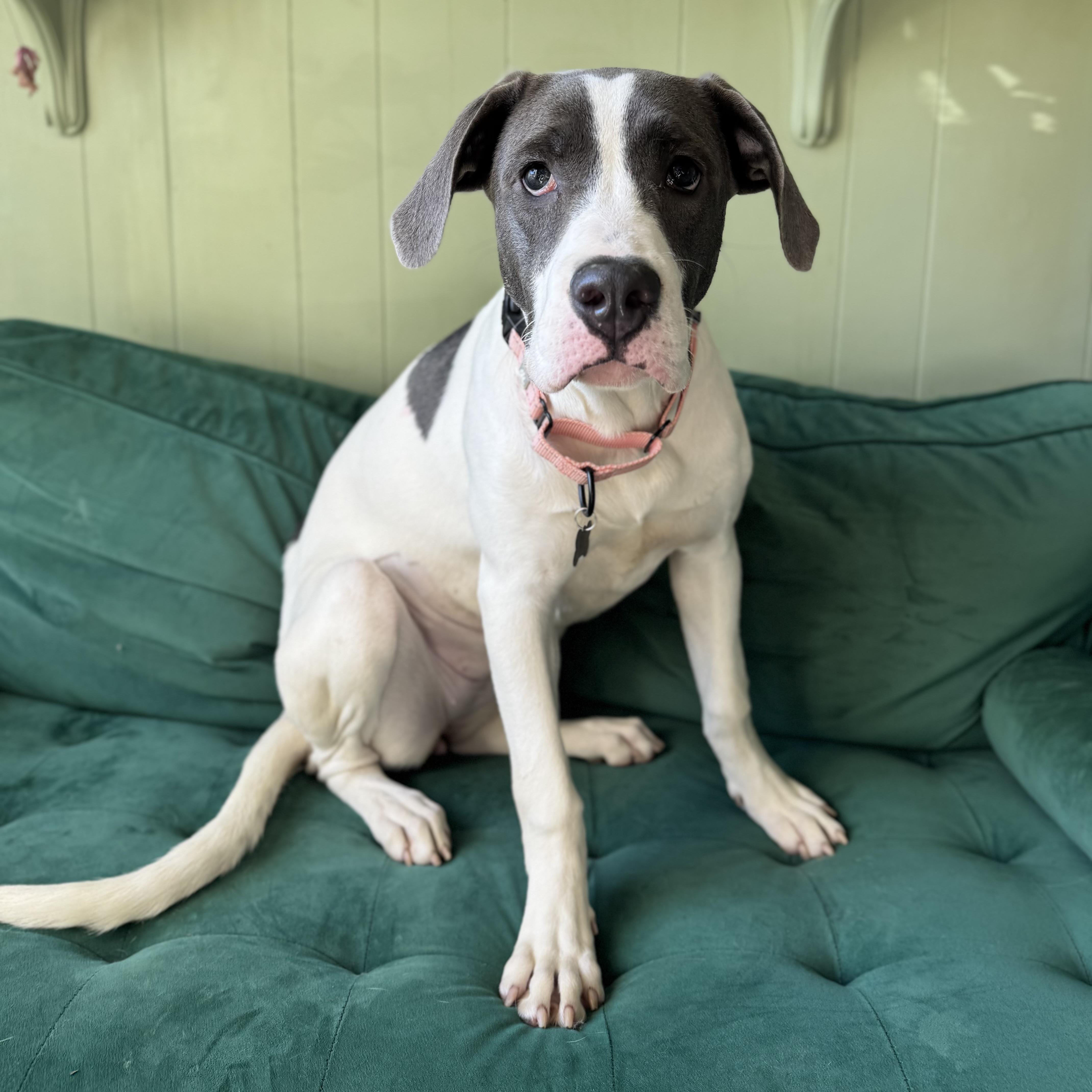 Enlarge Lexi, a Adoptable mixed breed in China Township, MI image 4/6