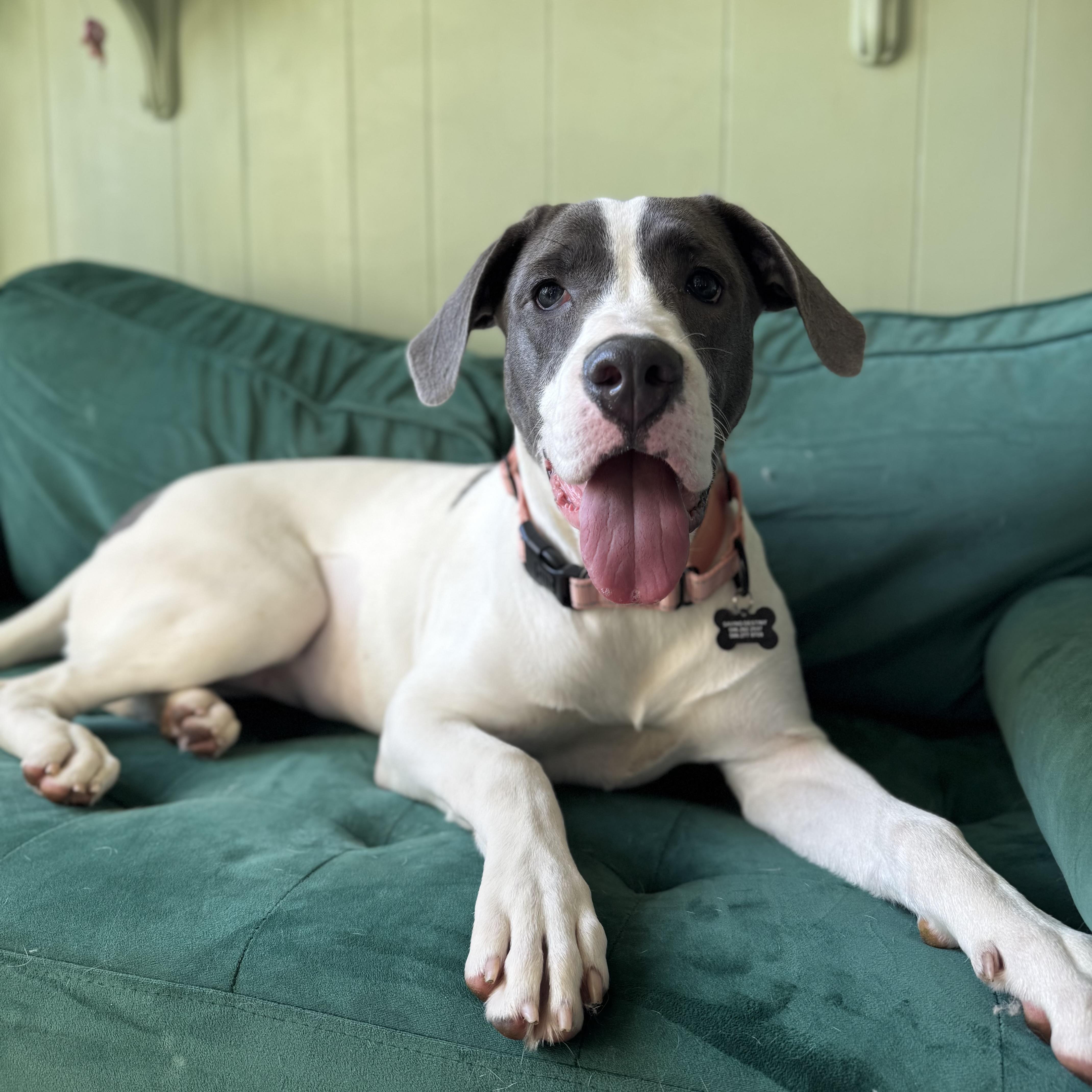 Lexi, Adoptable, Young Female Pit Bull Terrier.