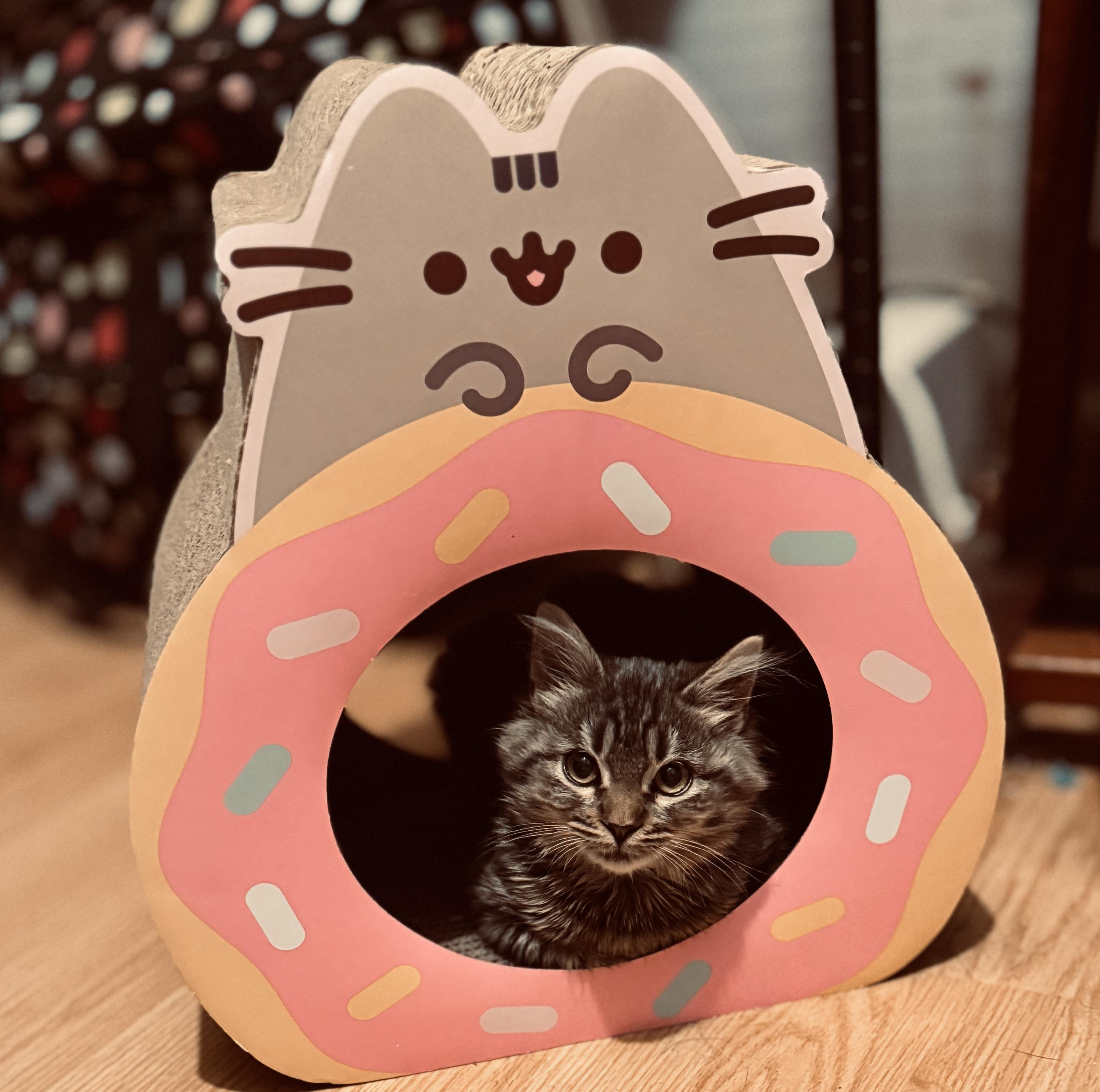 Rosalin, ADOPTABLE, Kitten Female Tabby.