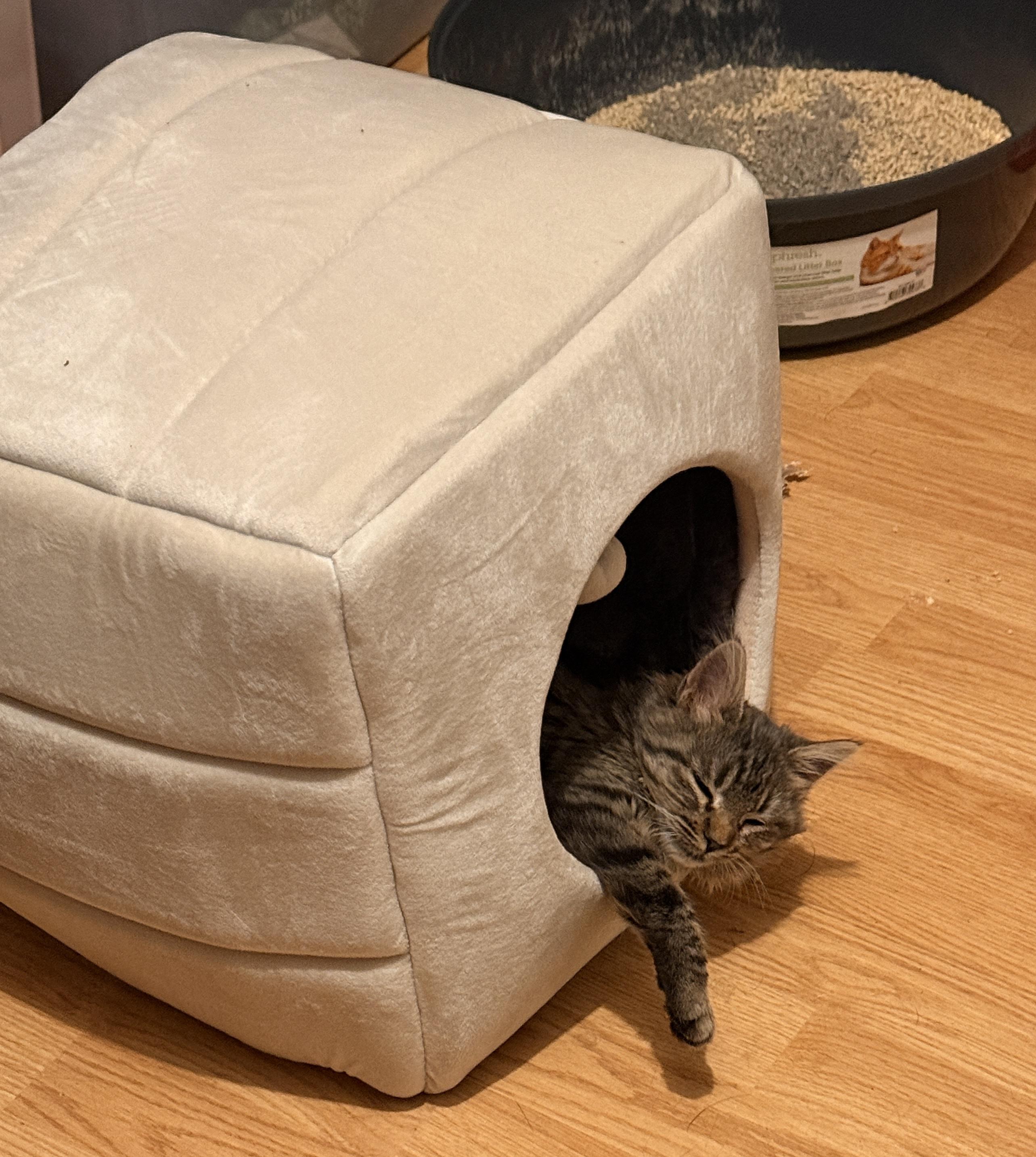 Enlarge Rosalin, a ADOPTABLE mixed breed in Laguna Beach, CA image 3/4