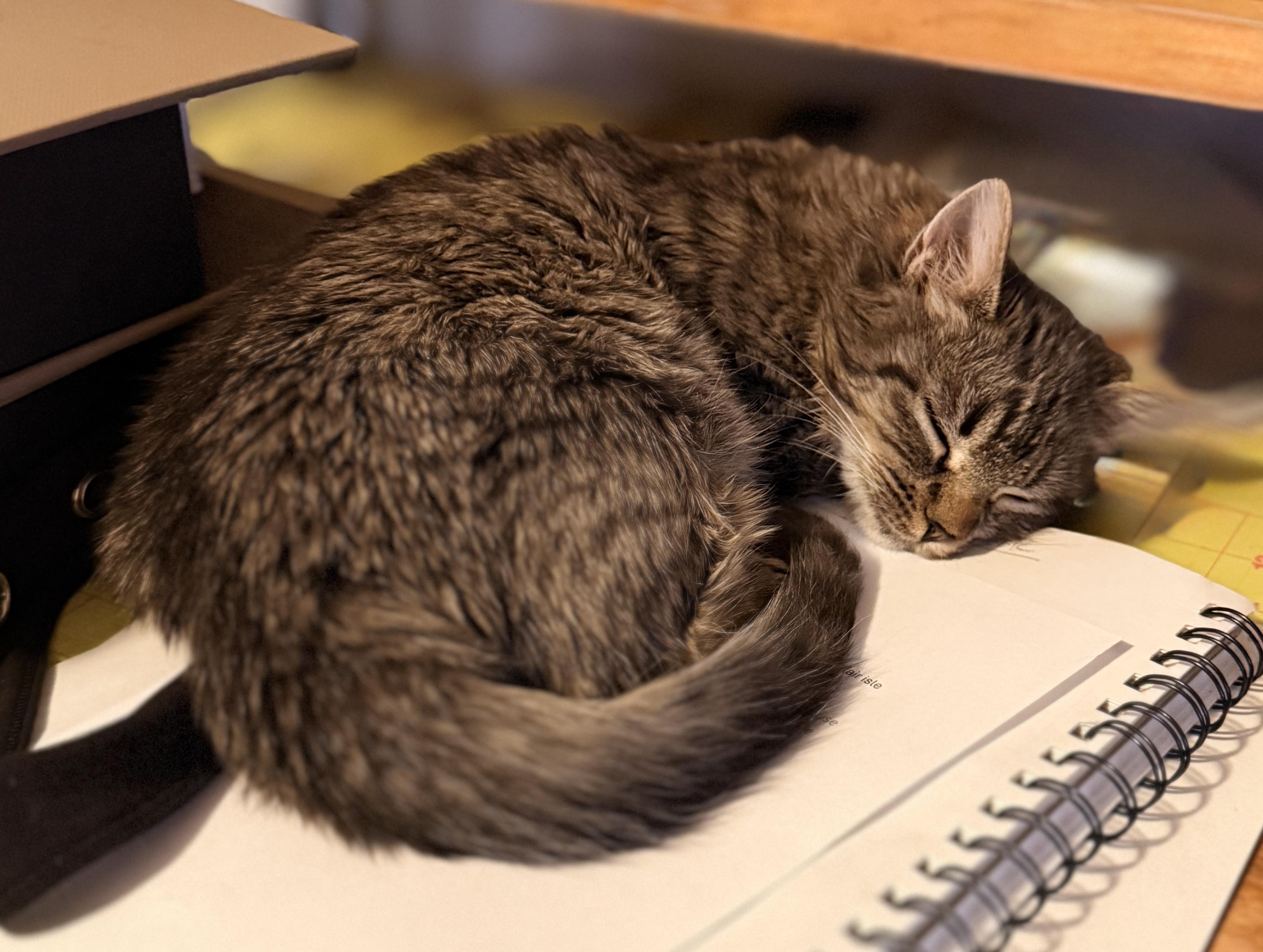 Enlarge Rosalin, a ADOPTABLE mixed breed in Laguna Beach, CA image 4/4