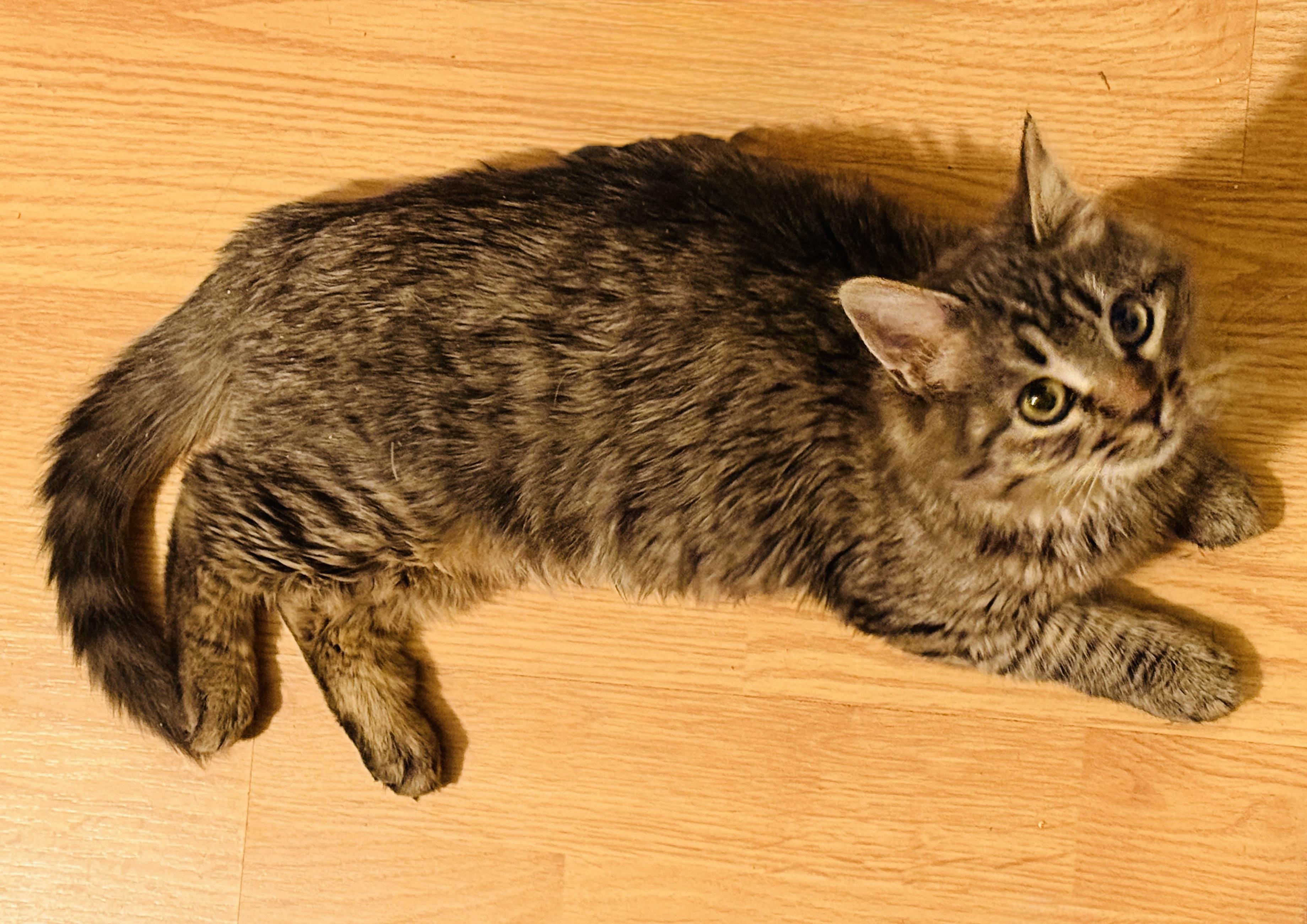 Enlarge Rosalin, a ADOPTABLE mixed breed in Laguna Beach, CA image 2/4