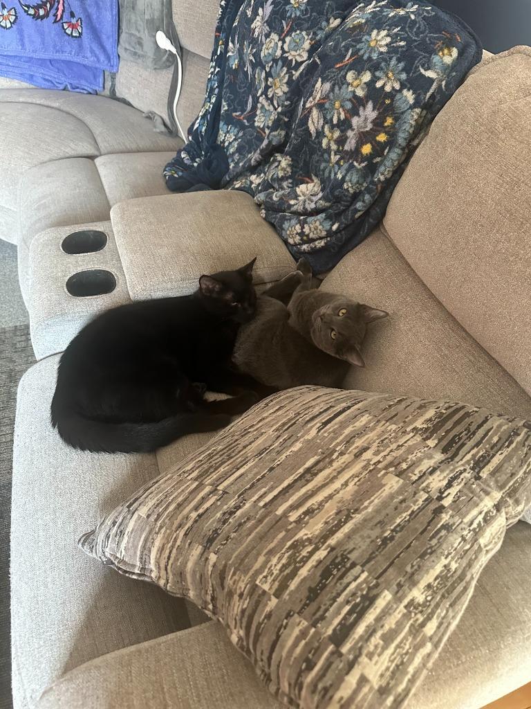 Enlarge Ashley, a Adoptable mixed breed in Pitman, NJ image 1/2