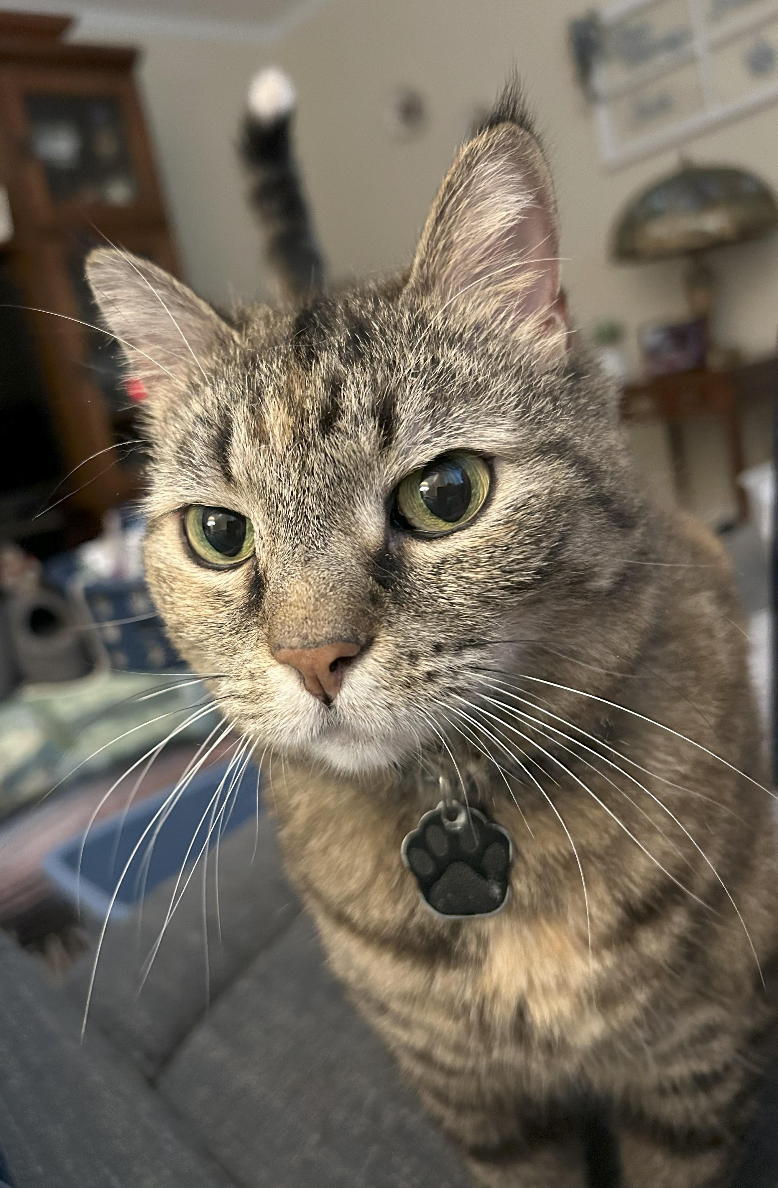 Noel