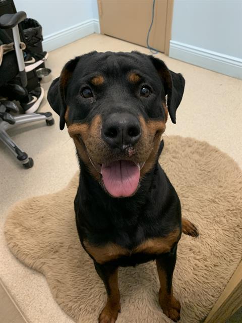 Enlarge DEJA, a Adoptable Rottweiler in London, ON image 1/1