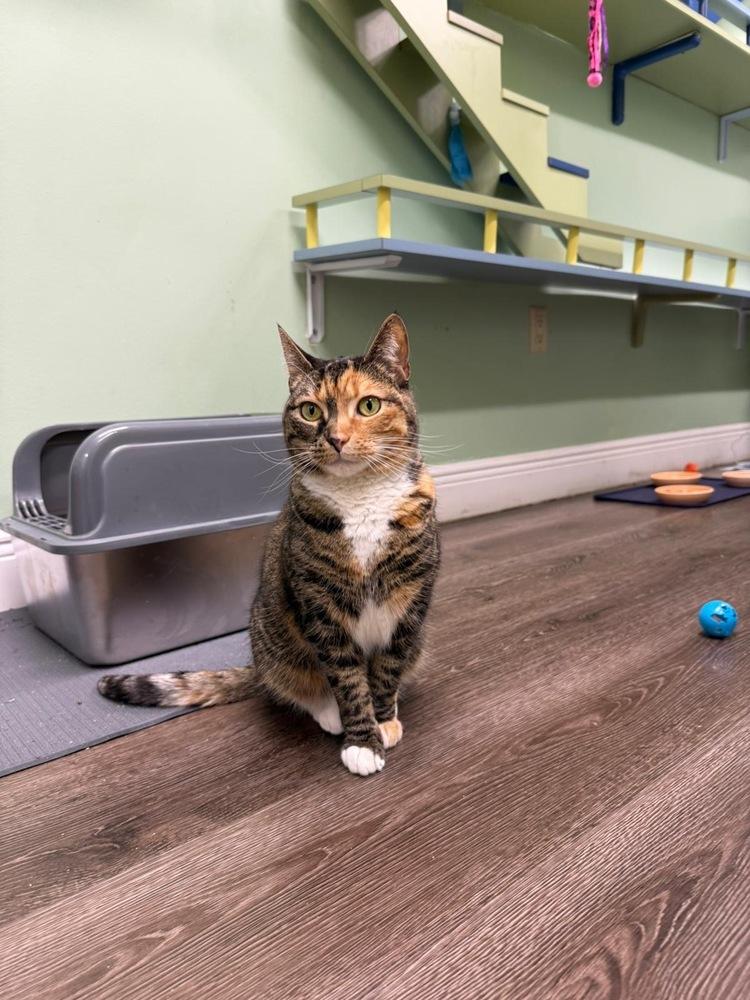 Nifty Nala, a Adoptable Calico in Randolph, MA image 3/6