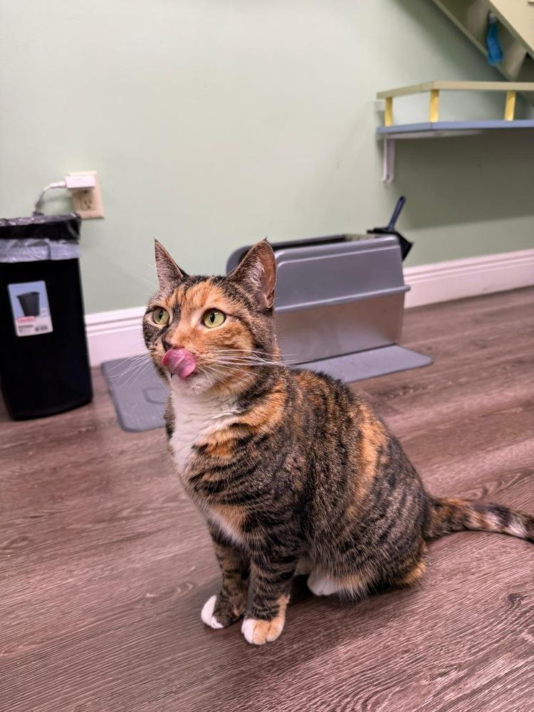 Nifty Nala, a Adoptable Calico in Randolph, MA image 6/6