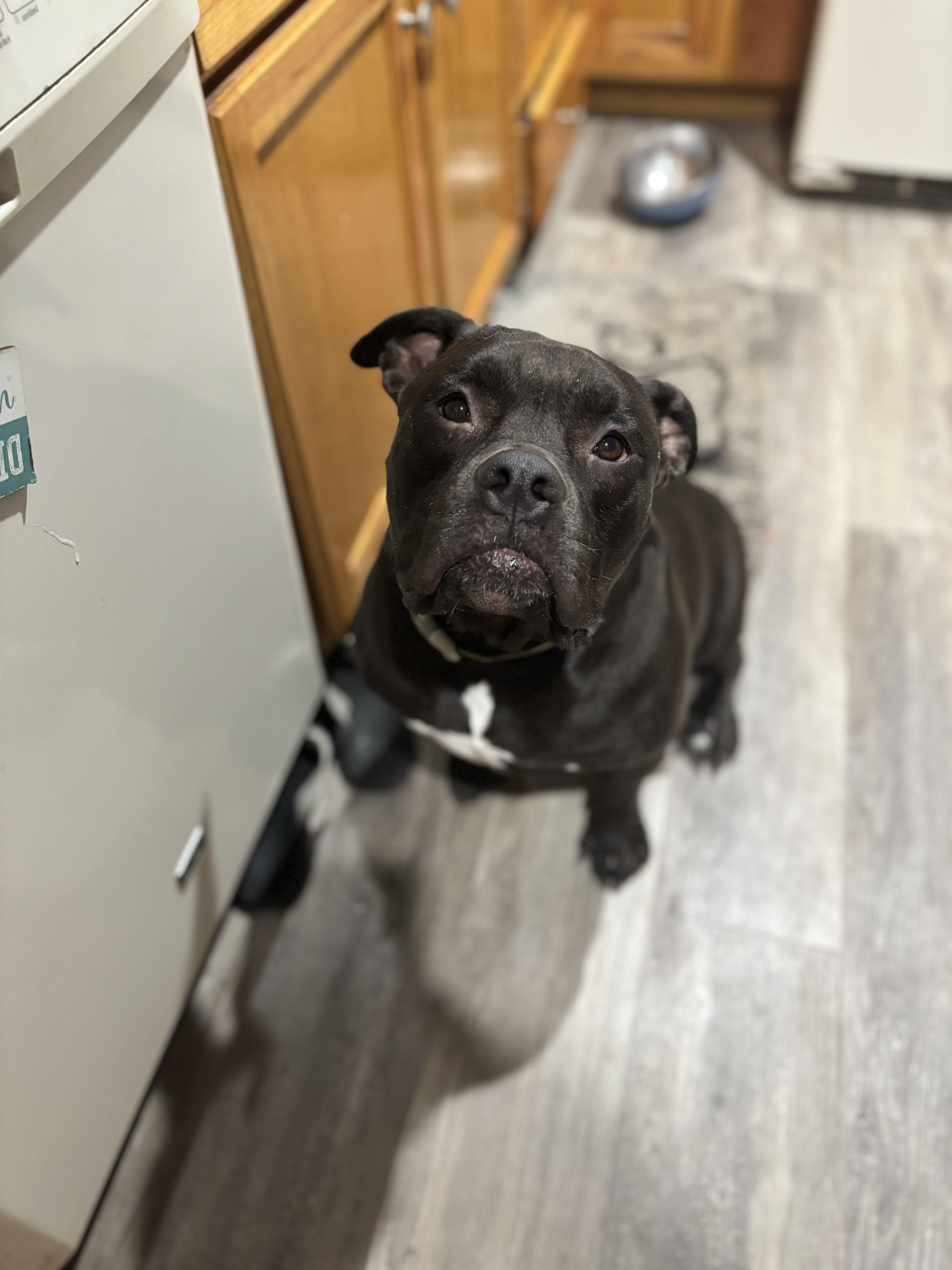 Enlarge Pepper Ann, a Adoptable Staffordshire Bull Terrier in Arcadia, FL image 3/5