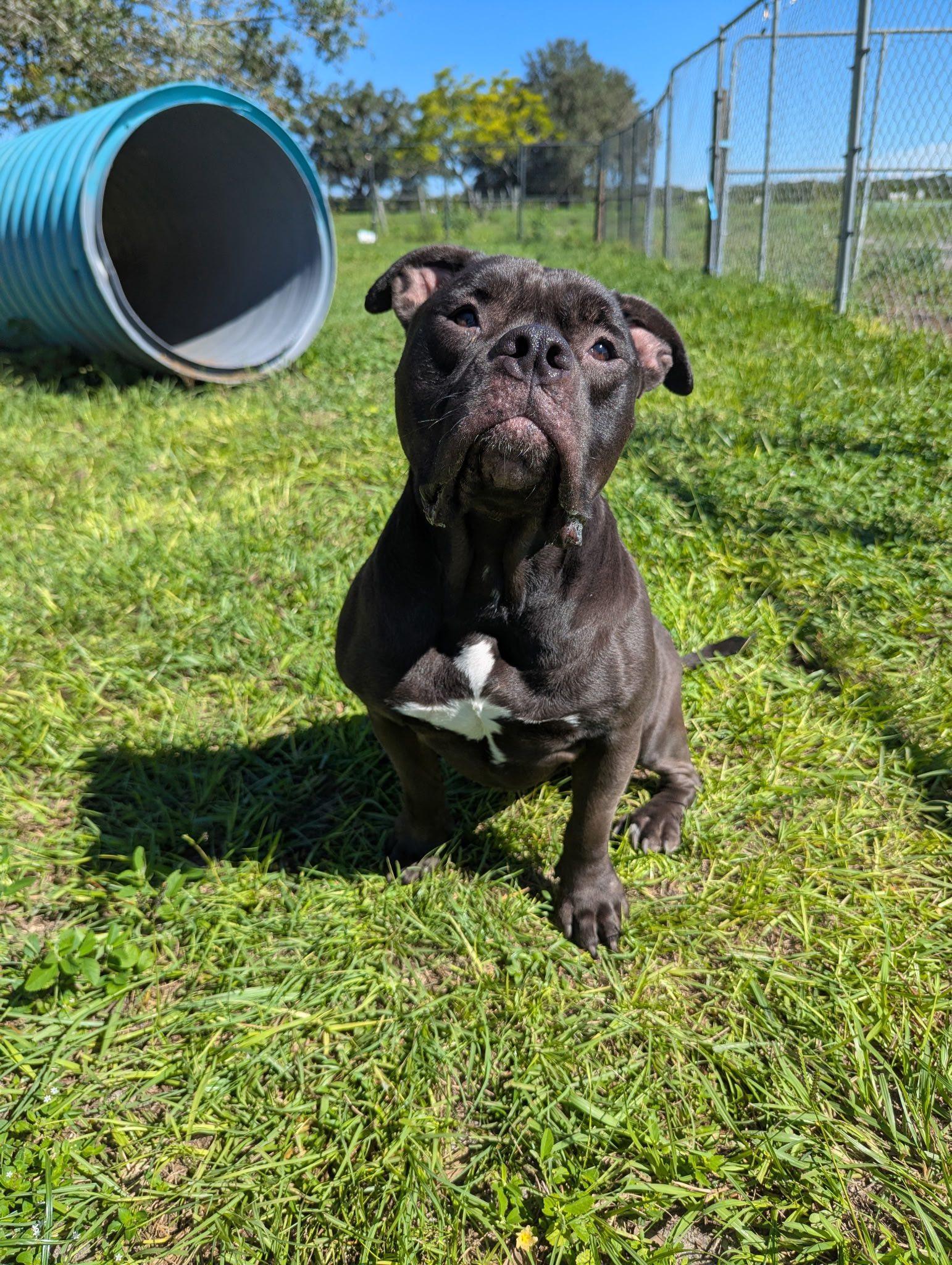 Enlarge Pepper Ann, a Adoptable Staffordshire Bull Terrier in Arcadia, FL image 1/5