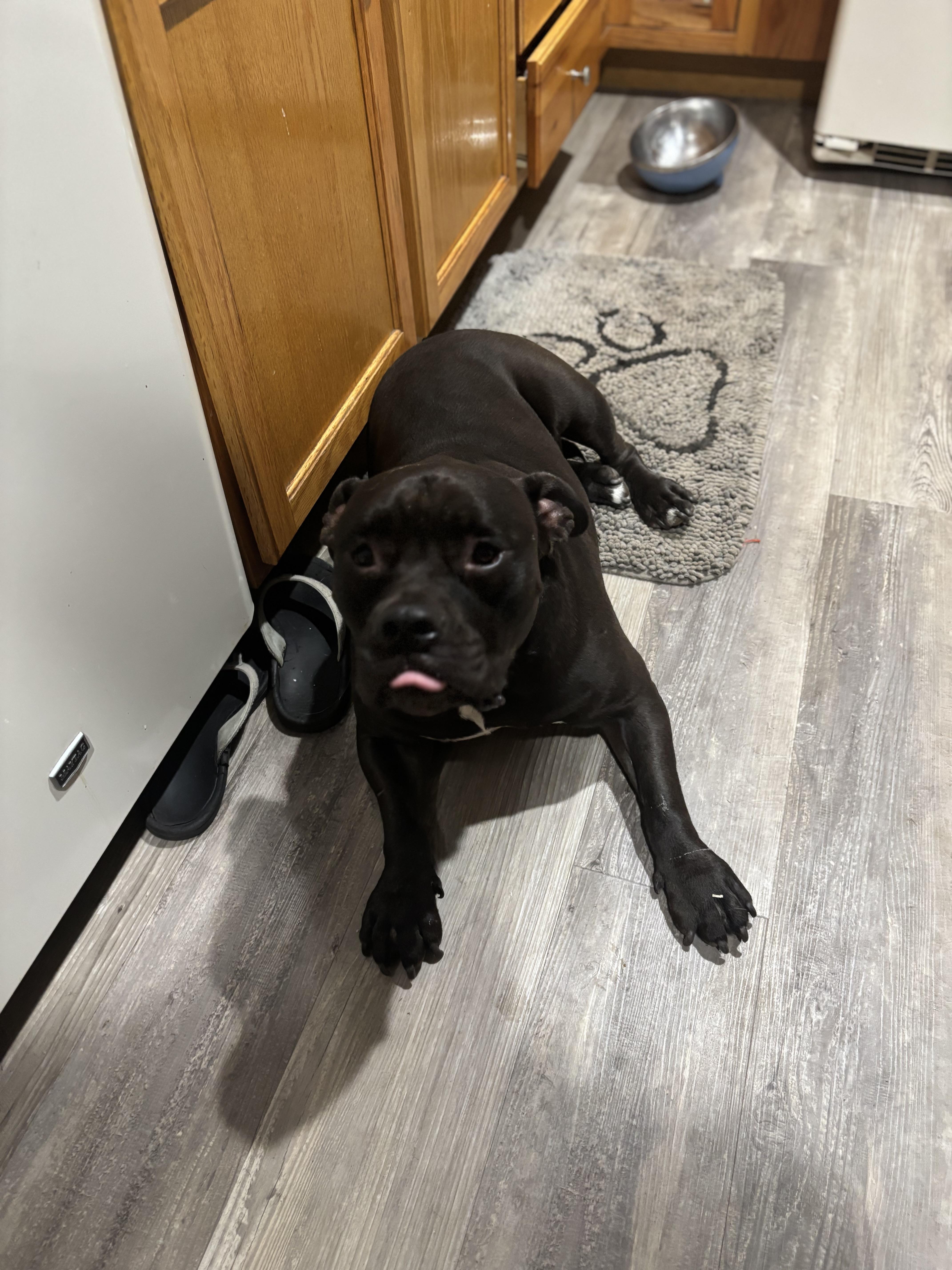 Enlarge Pepper Ann, a Adoptable Staffordshire Bull Terrier in Arcadia, FL image 5/5