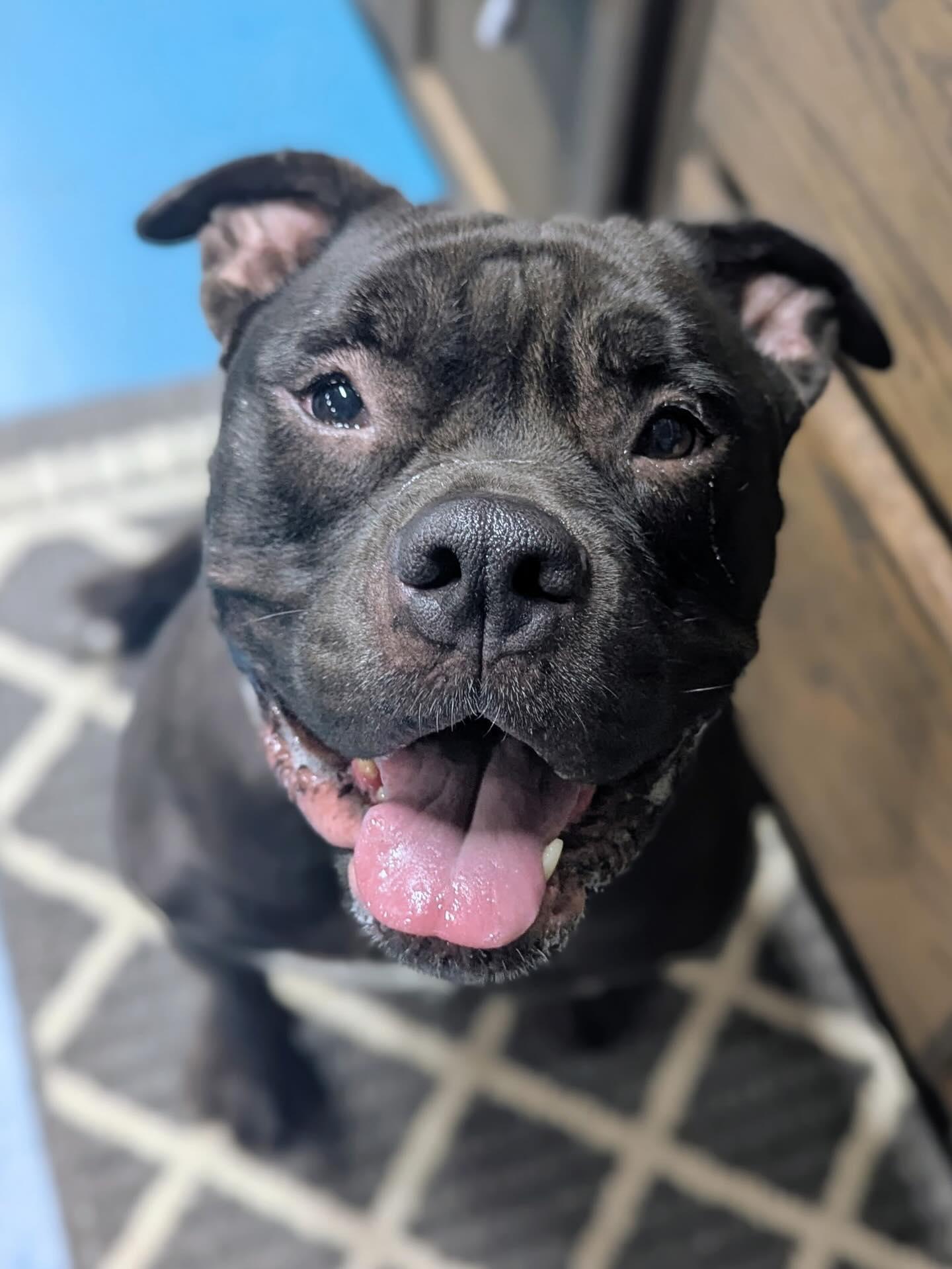 Enlarge Pepper Ann, a Adoptable Staffordshire Bull Terrier in Arcadia, FL image 2/5