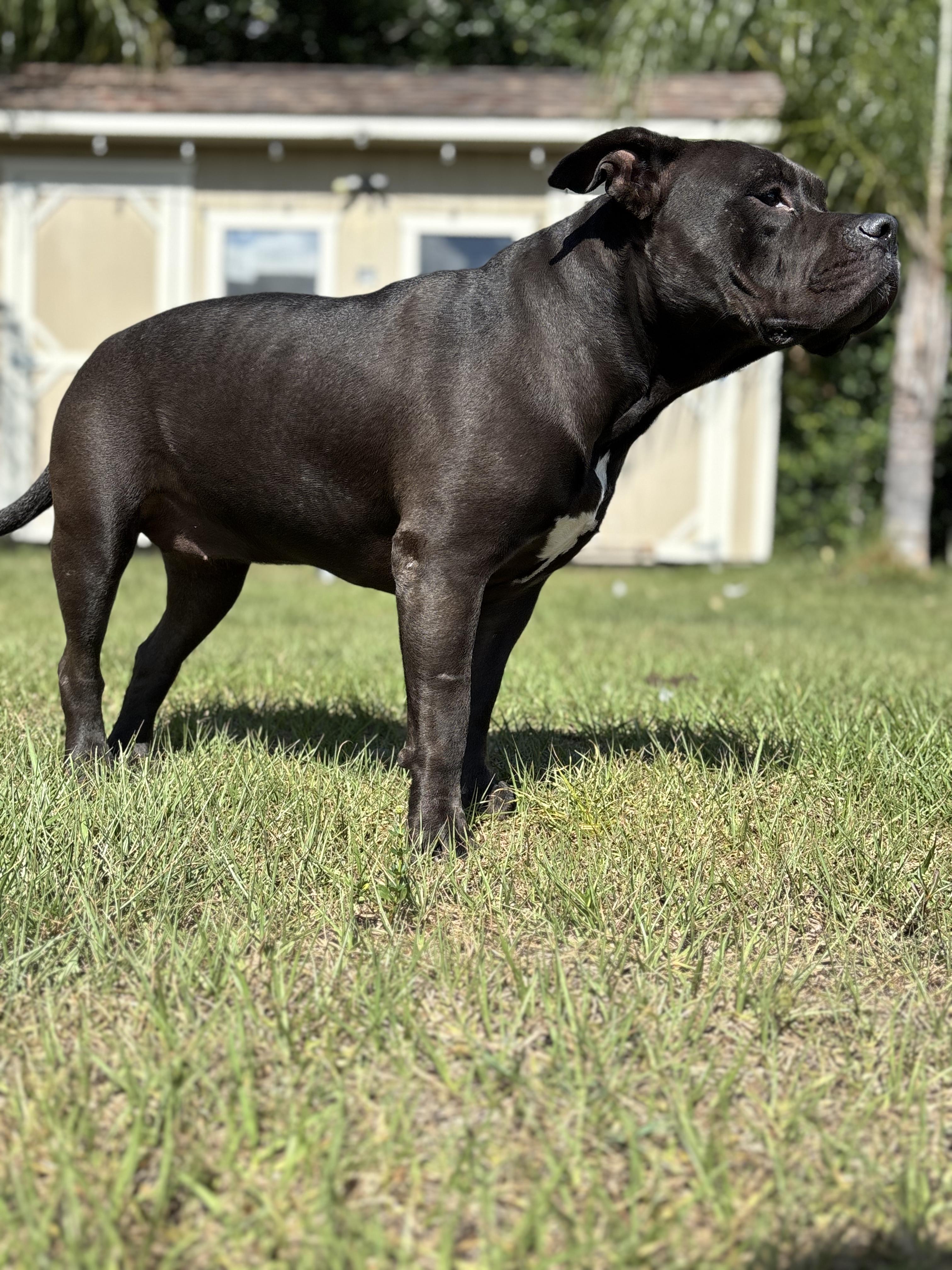 Enlarge Pepper Ann, a Adoptable Staffordshire Bull Terrier in Arcadia, FL image 4/5