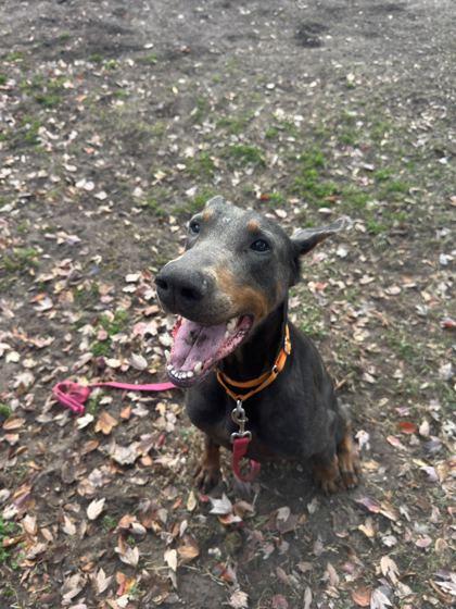 Enlarge RANSOM, an adopted Doberman Pinscher in Fernandina Beach, FL image 3/3