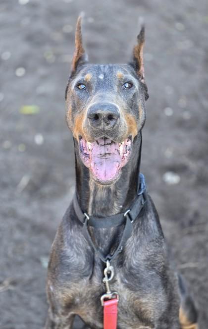 Enlarge RANSOM, an adopted Doberman Pinscher in Fernandina Beach, FL image 2/3