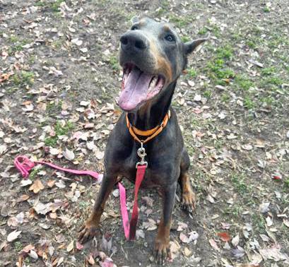 Enlarge RANSOM, an adopted Doberman Pinscher in Fernandina Beach, FL image 1/3