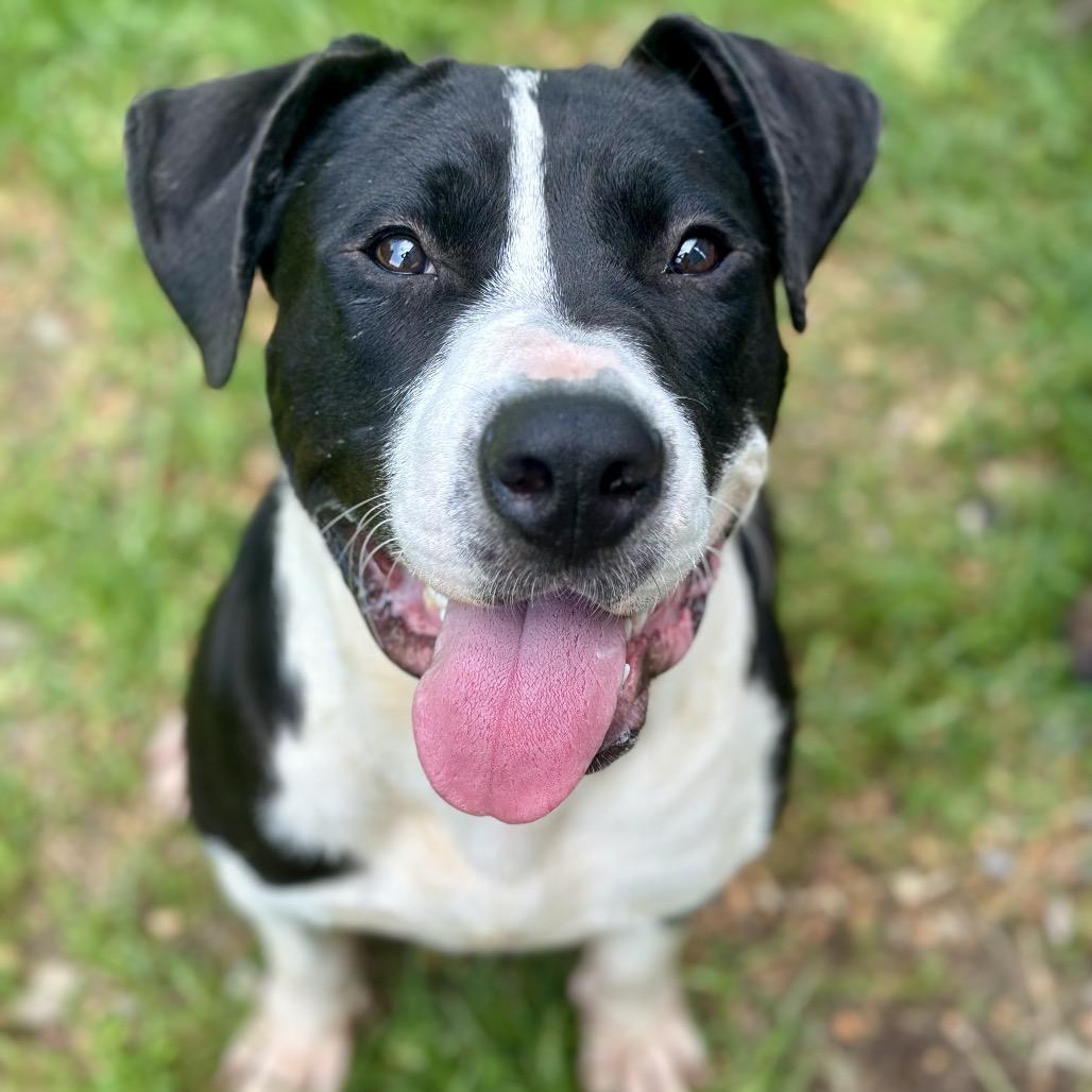 Carl, Adoptable, Adult Male Boxer.