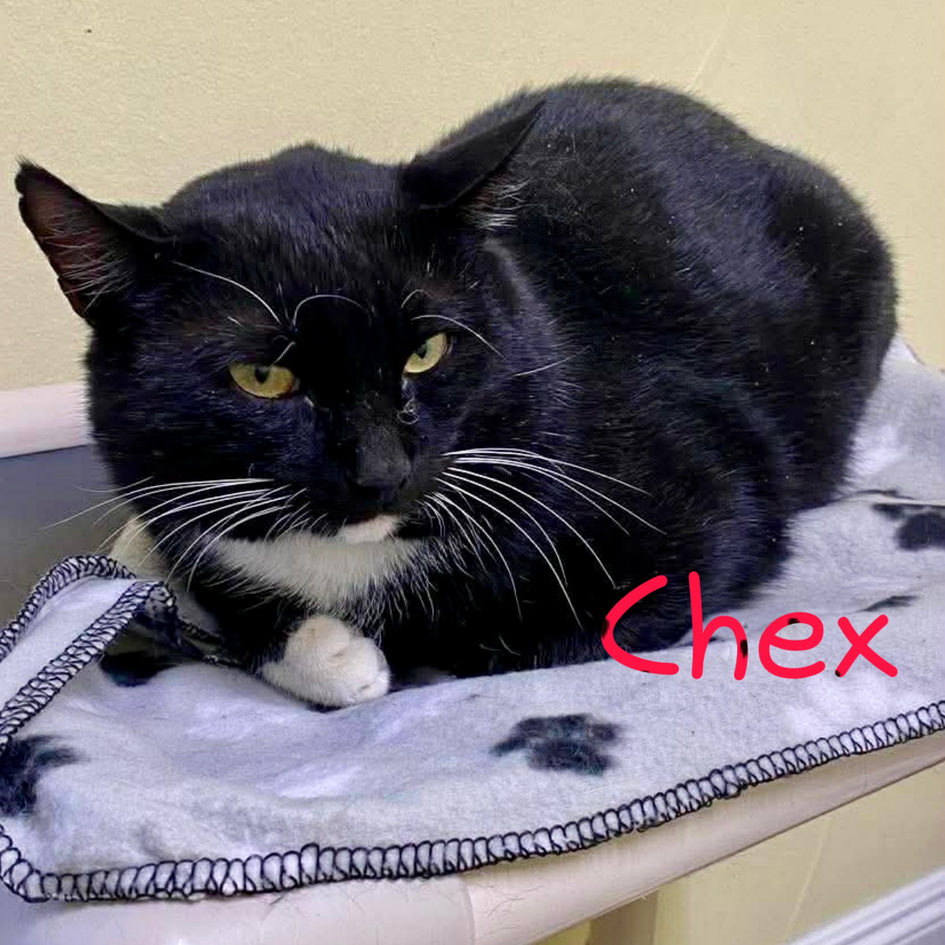 Chex, ADOPTABLE, Adult Male Domestic Short Hair.