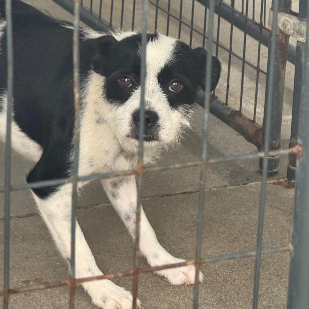 Enlarge PePe, a Adoptable mixed breed in Marble, NC image 1/1