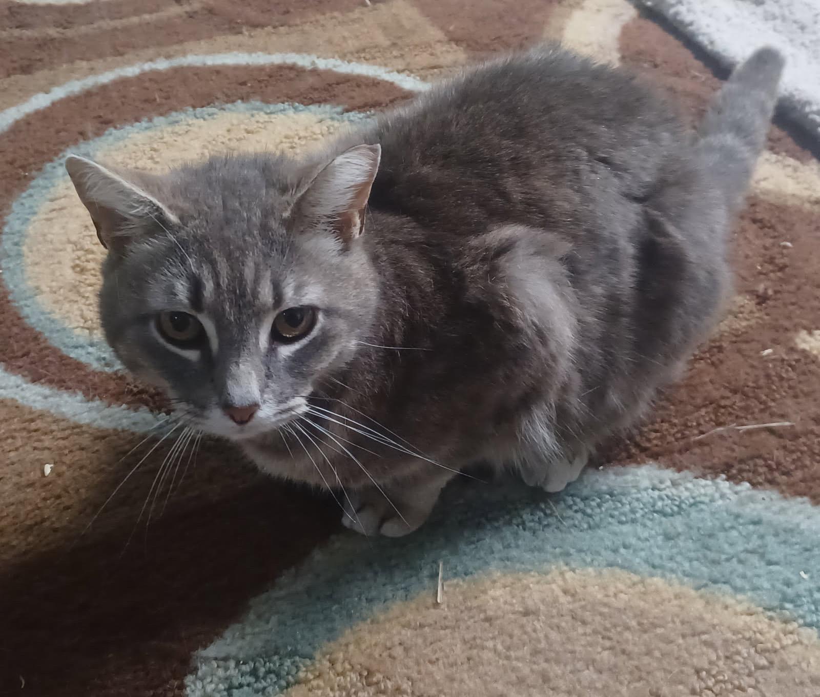 Enlarge KitKat, a Adopted Domestic Short Hair in Fayetteville, AR image 1/1