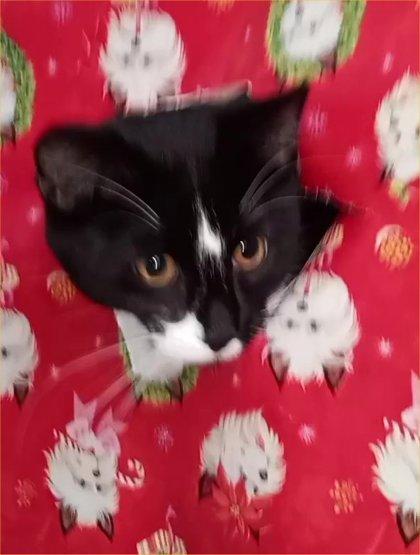 Rudolph, adopted, Kitten Male Domestic Short Hair.