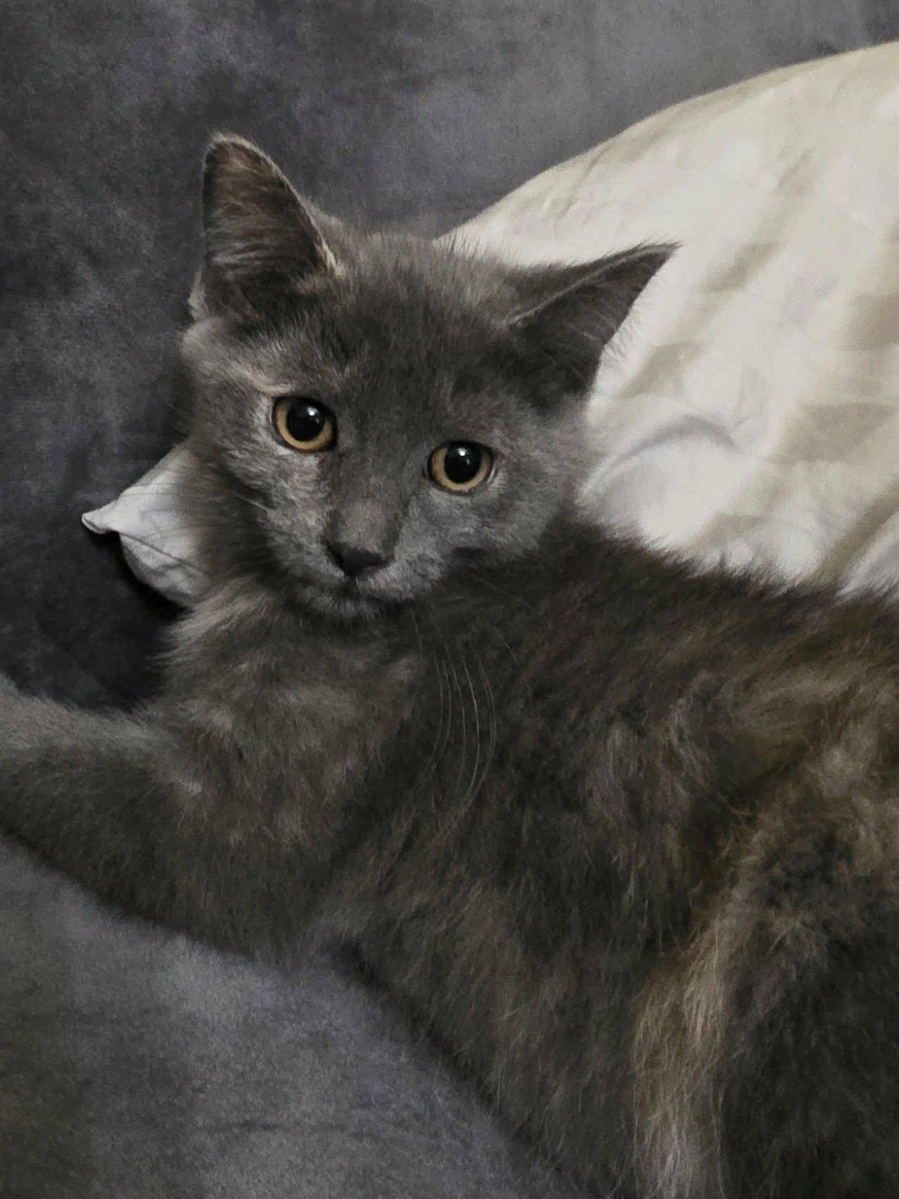 Patrica, adopted, Kitten Female Dilute Tortoiseshell.