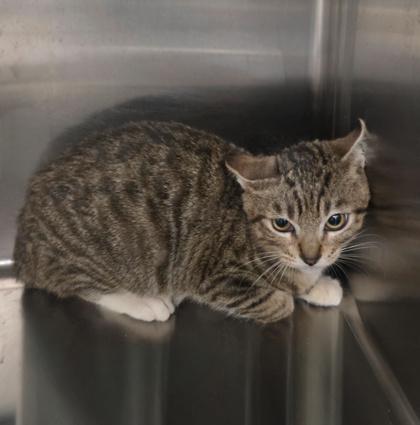 The Grinch, Adoptable, Kitten Male Domestic Short Hair & Domestic Short Hair.