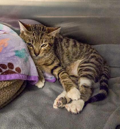 Enlarge The Grinch, a Adoptable mixed breed in Fresno, CA image 2/3